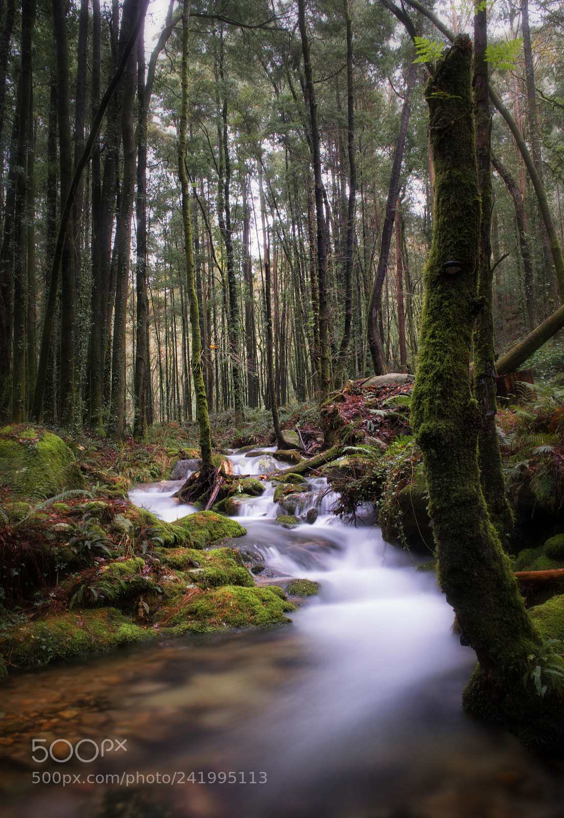 Nikon D800 sample photo. Vuelven las aguas photography
