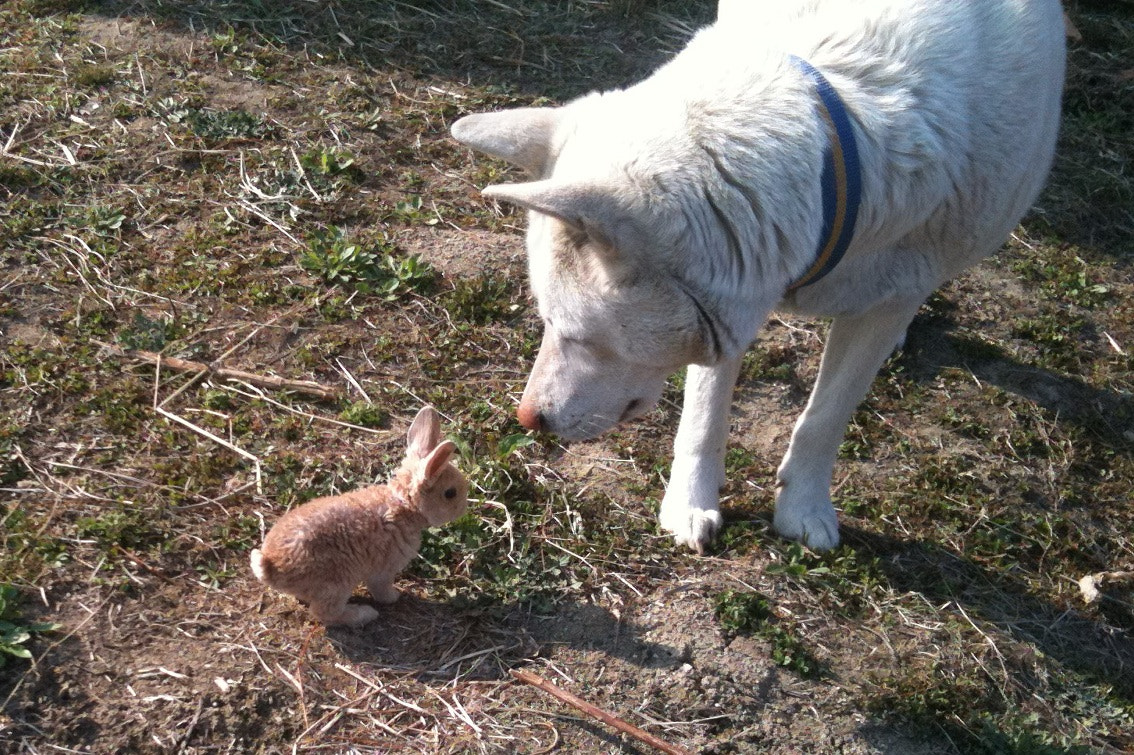 Apple iPhone 3GS sample photo. Dog and baby rabbit photography