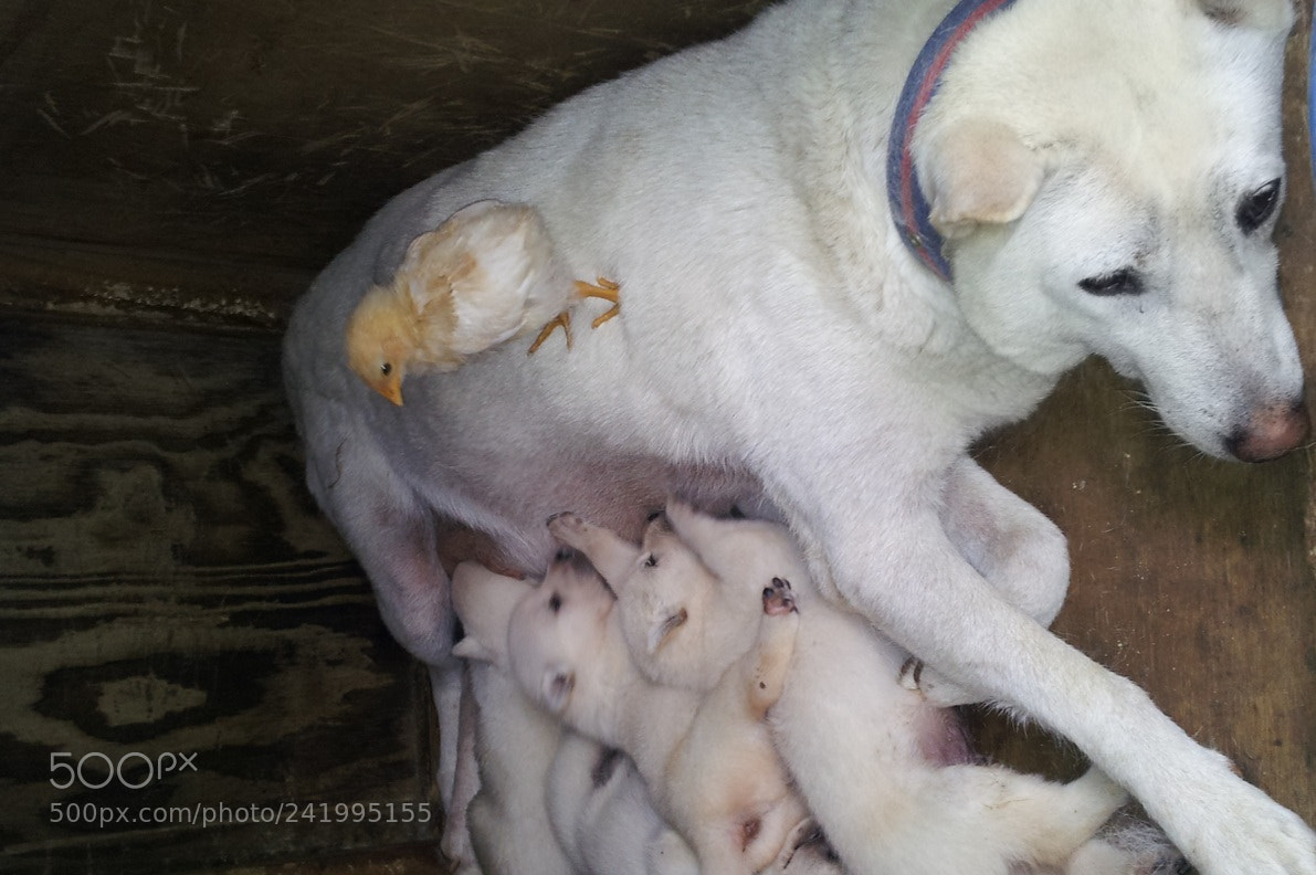 Samsung Galaxy S2 sample photo. A dog, puppies and photography
