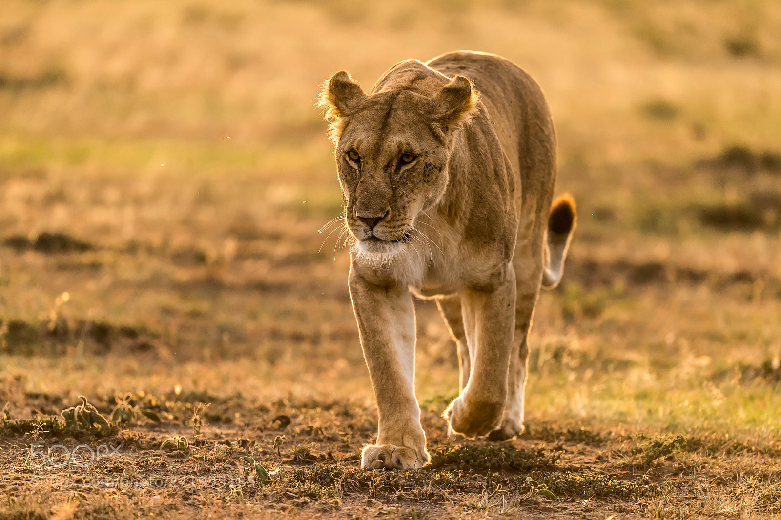 Nikon D5 sample photo. Lioness photography
