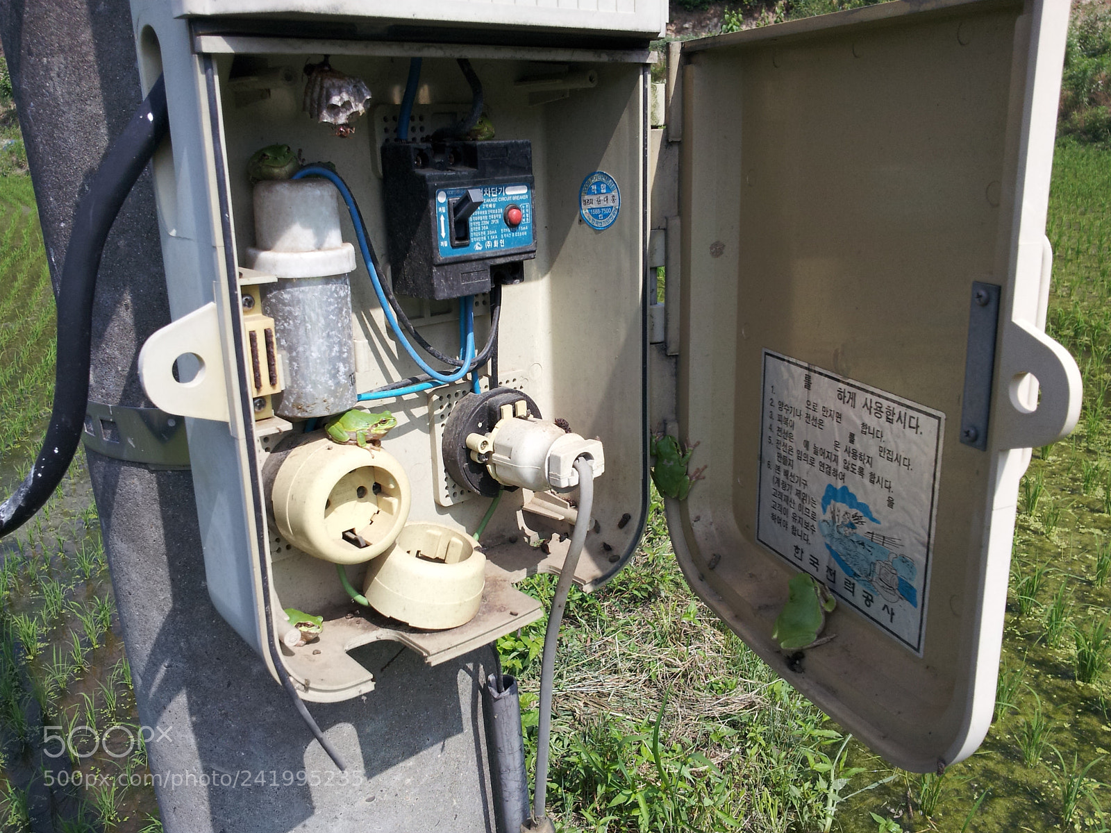 Samsung Galaxy S2 sample photo. Greenfrogs in electric meter photography