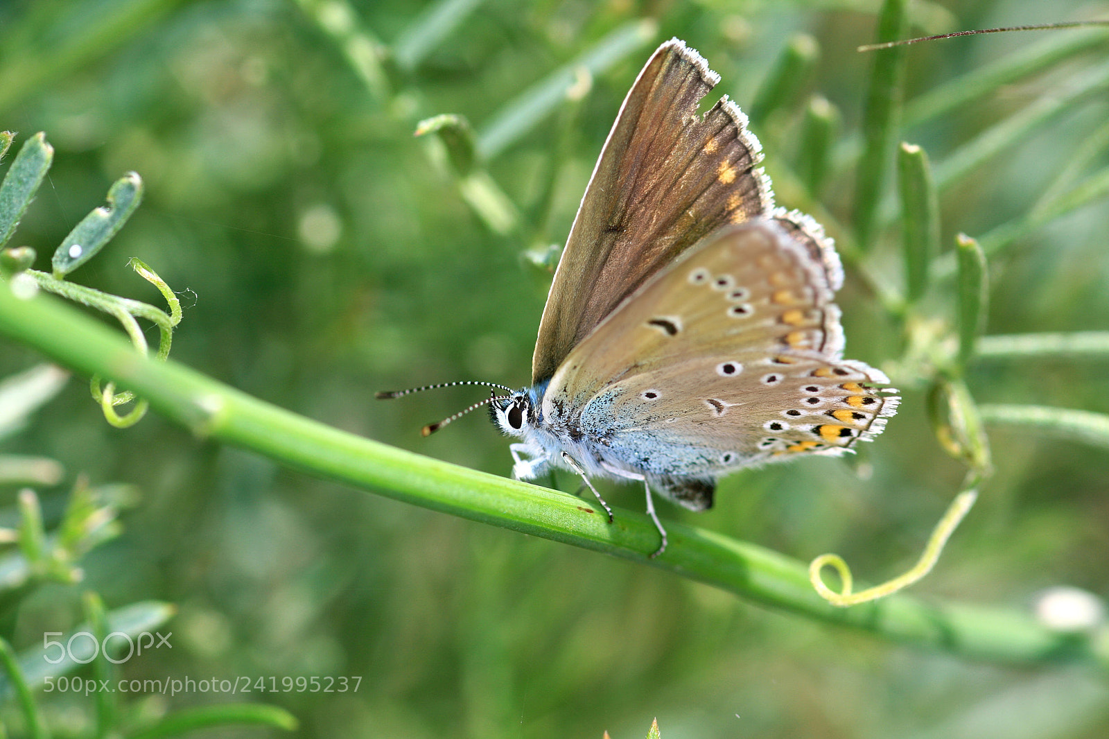Canon EOS 40D sample photo. Img photography