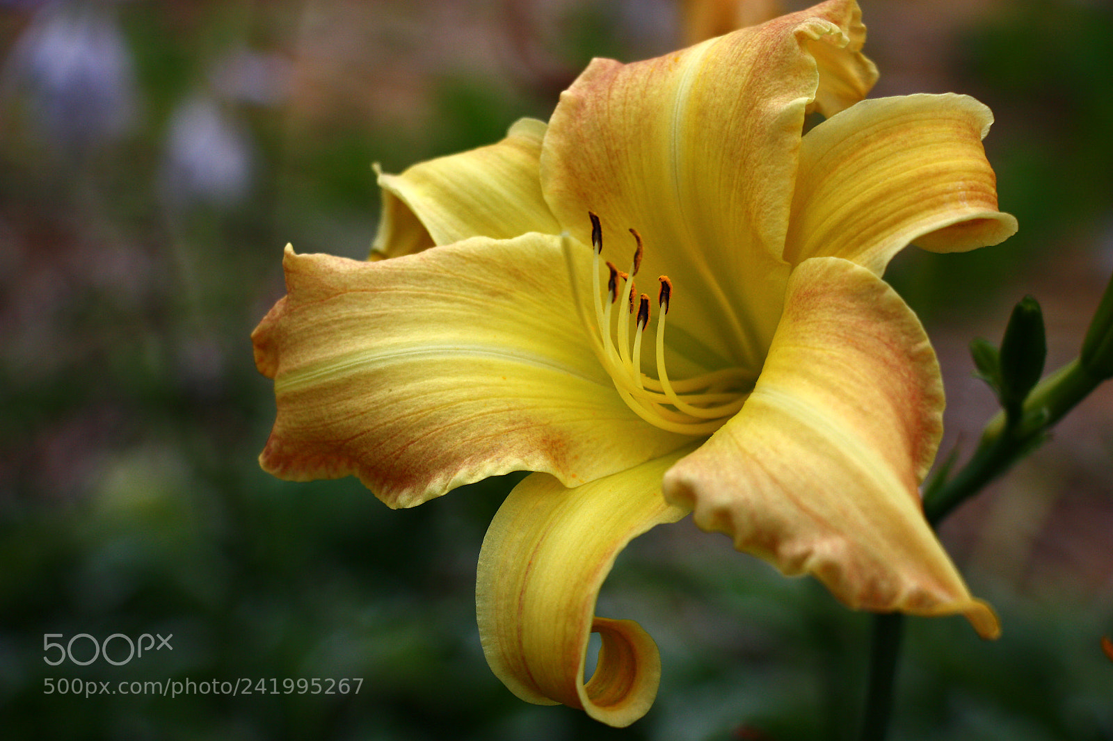 Canon EOS 450D (EOS Rebel XSi / EOS Kiss X2) sample photo. Fine modest hemerocallis. photography