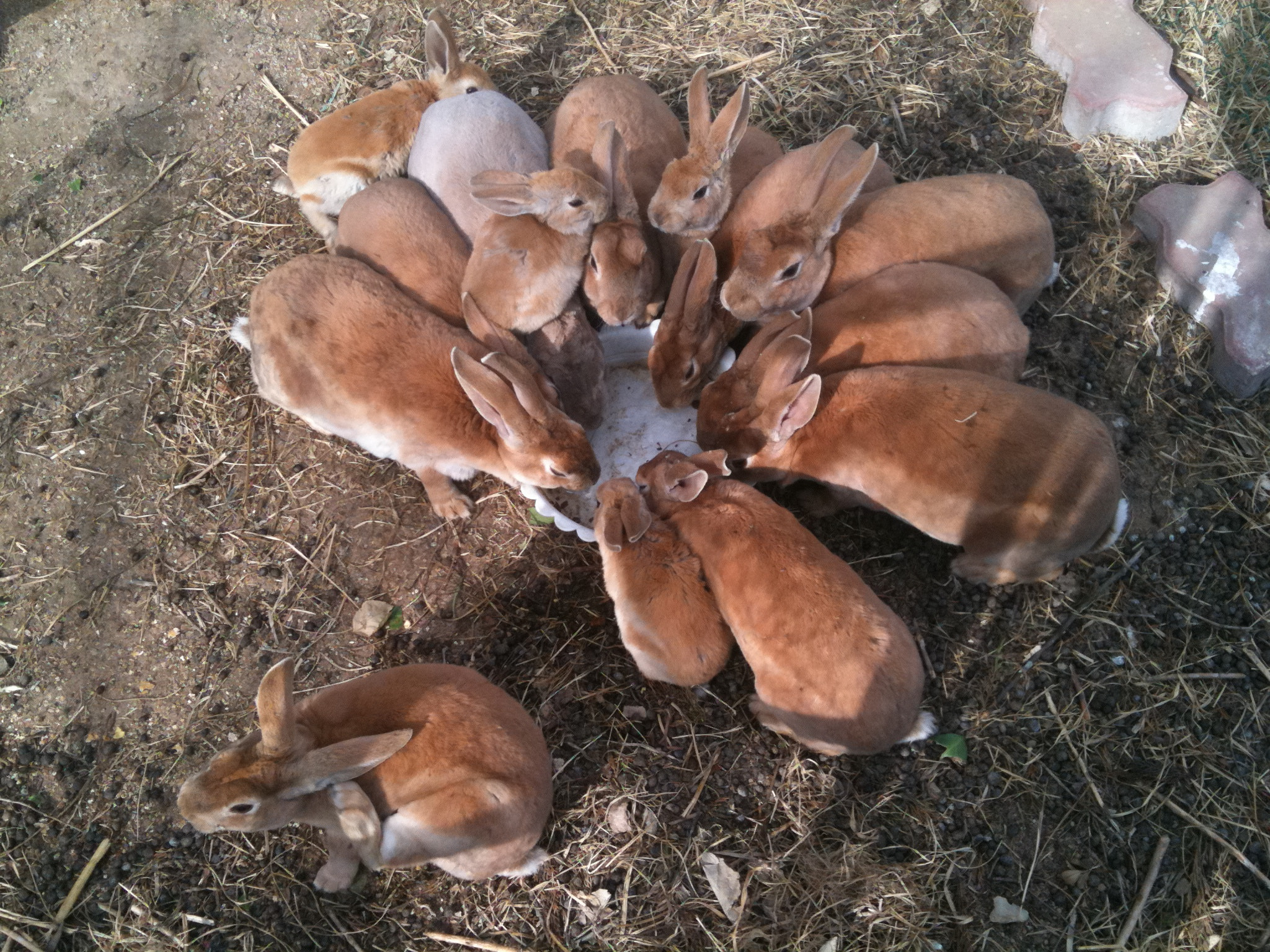 Apple iPhone 3GS sample photo. Rabbit family dinner photography