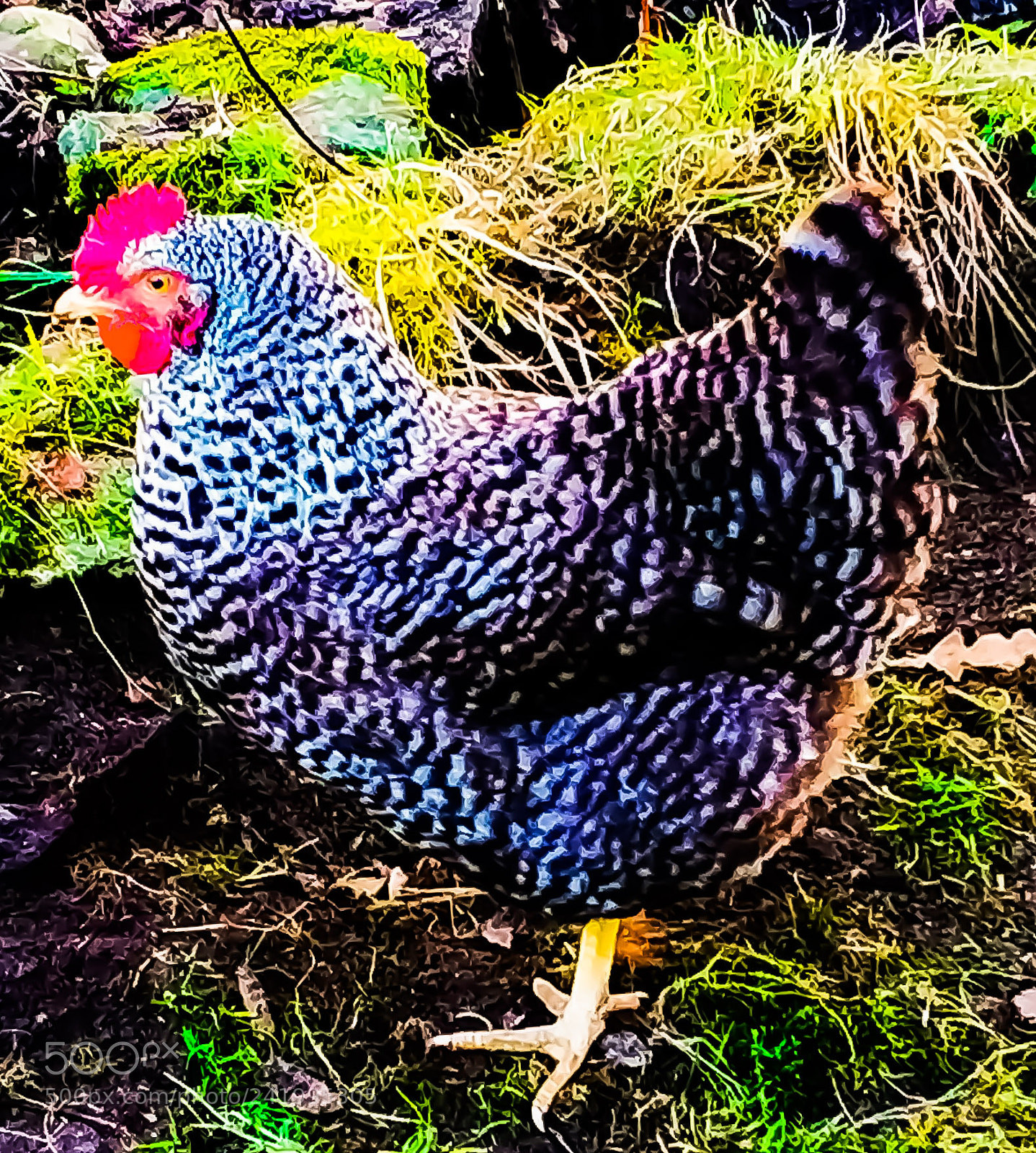 Xiaomi MI6 sample photo. Chicken alive not fried photography