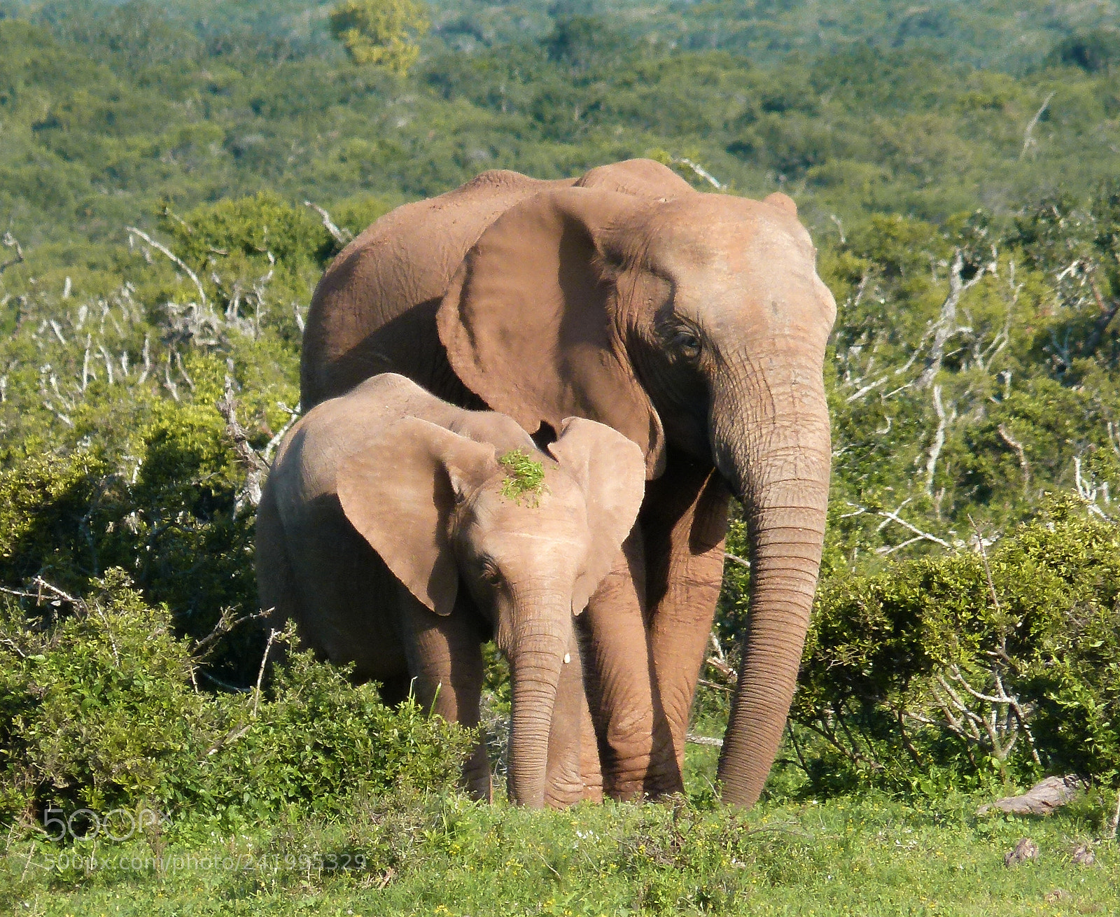 Panasonic Lumix DMC-FZ100 sample photo. Elephants in addo park photography
