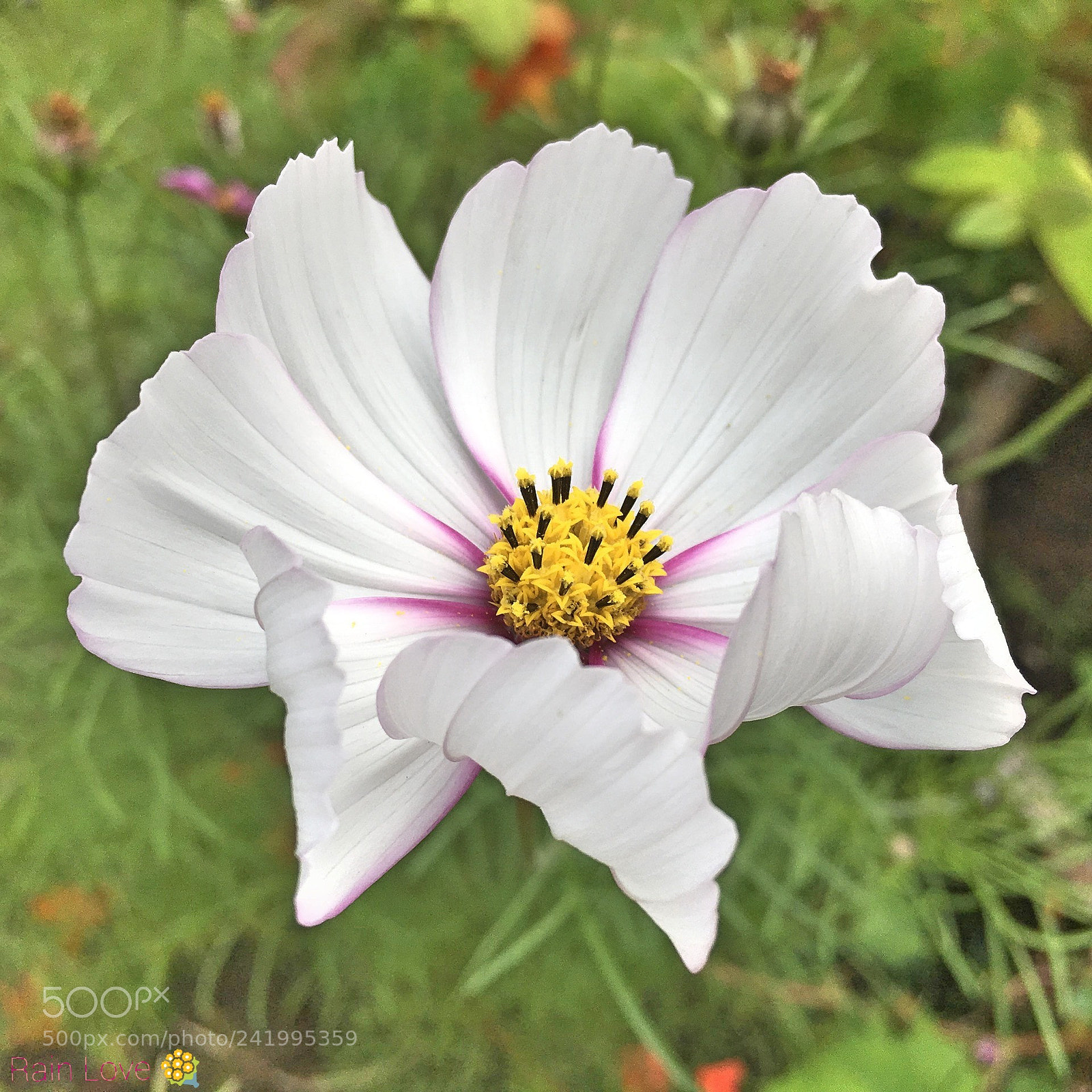Apple iPad Pro sample photo. Flower photography