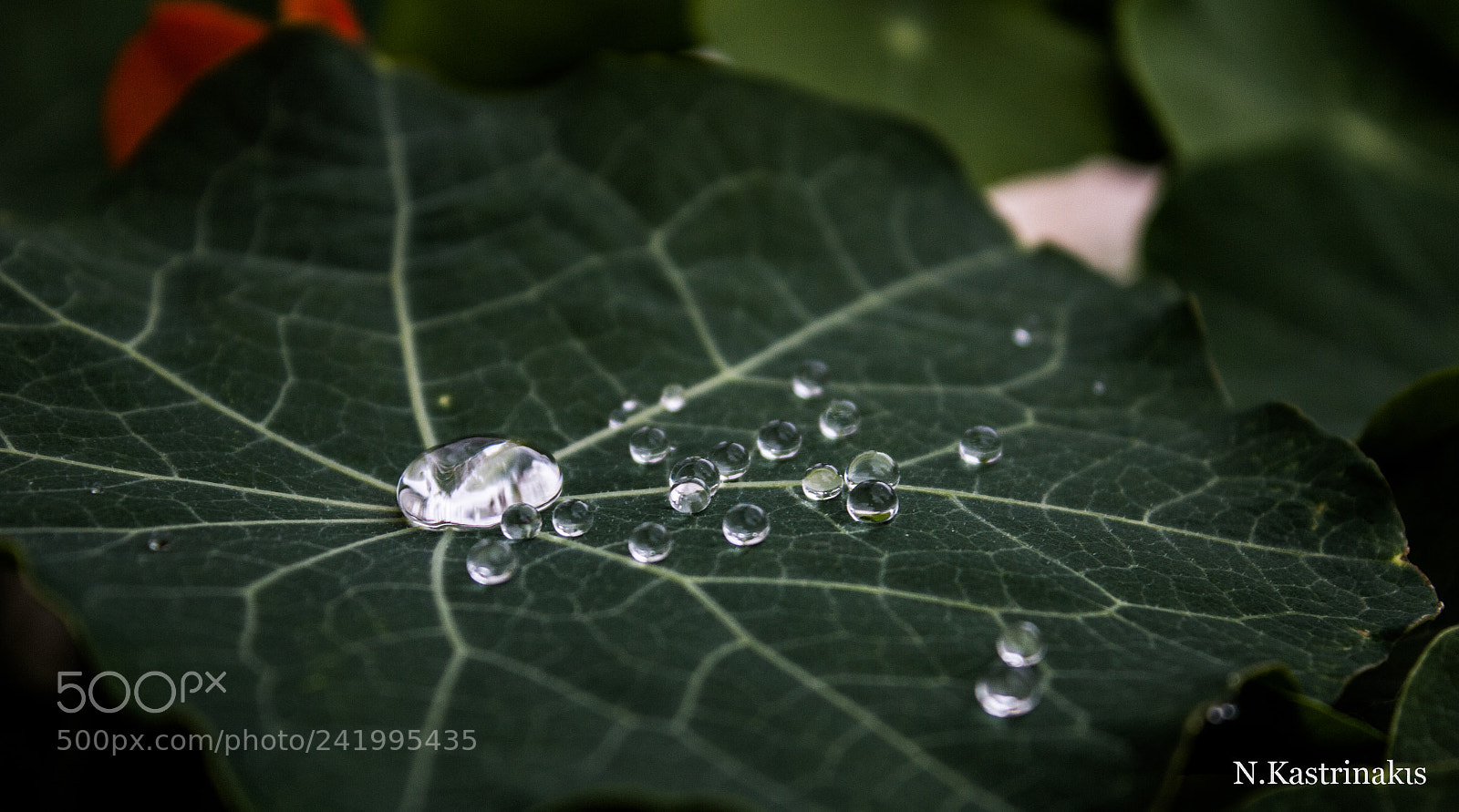 Canon EOS 60D sample photo. Waterdrobs photography