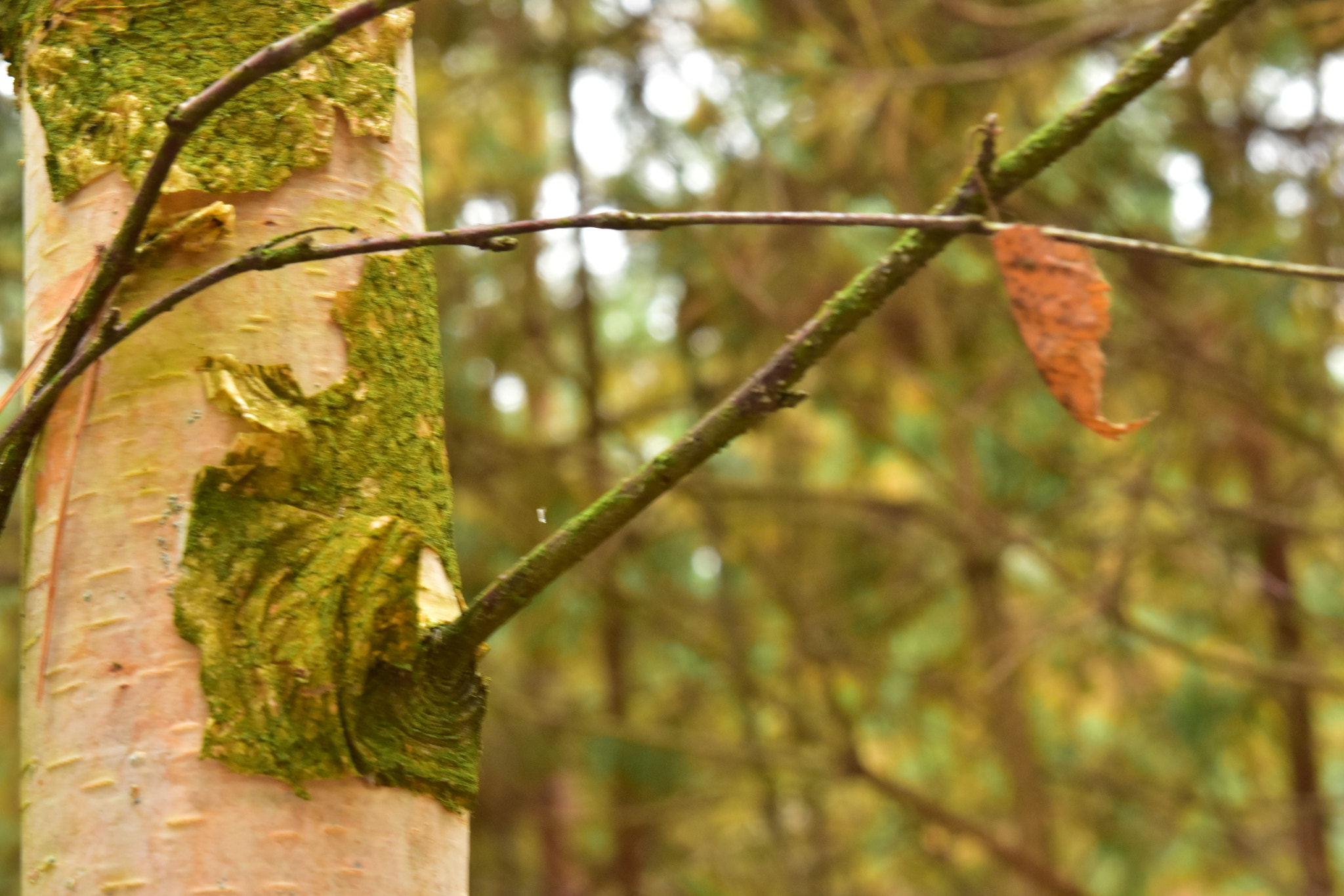Nikon D3400 sample photo. Fall photography