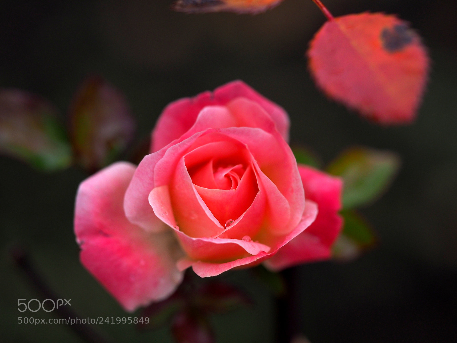 Olympus OM-D E-M1 sample photo. Roses blooming in winter photography