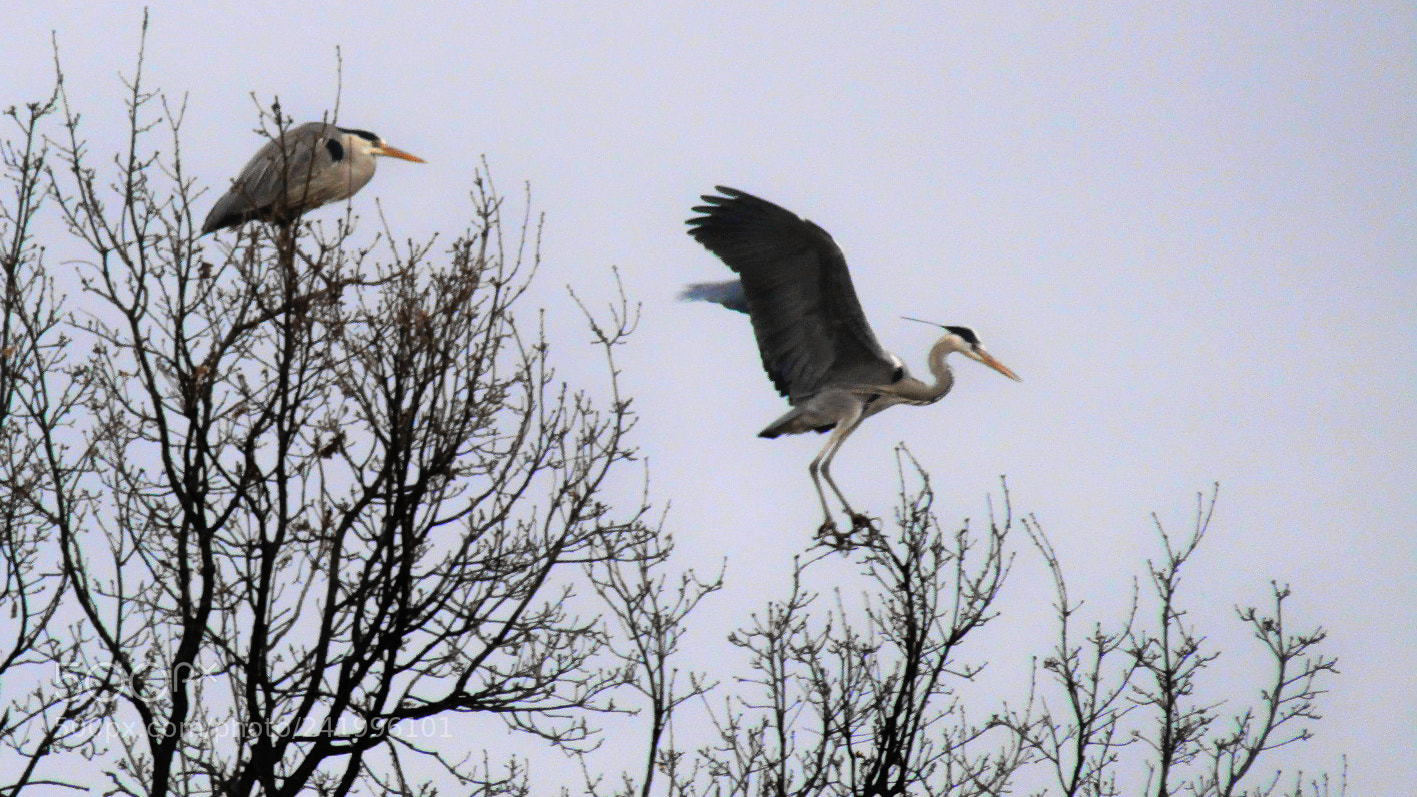 Canon POWERSHOT SX430 IS sample photo. Balance exercise photography