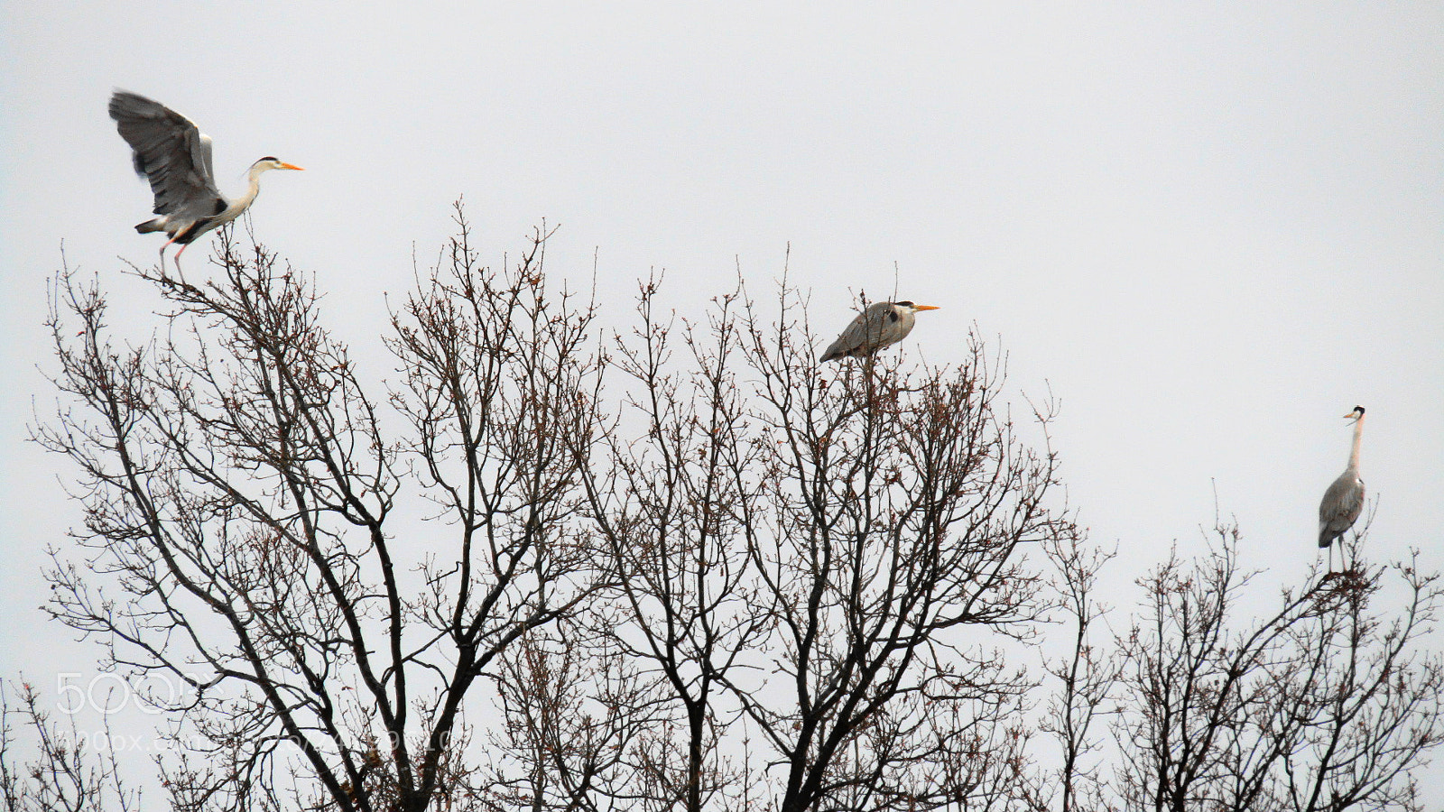 Canon POWERSHOT SX430 IS sample photo. I'm leaving... bye photography