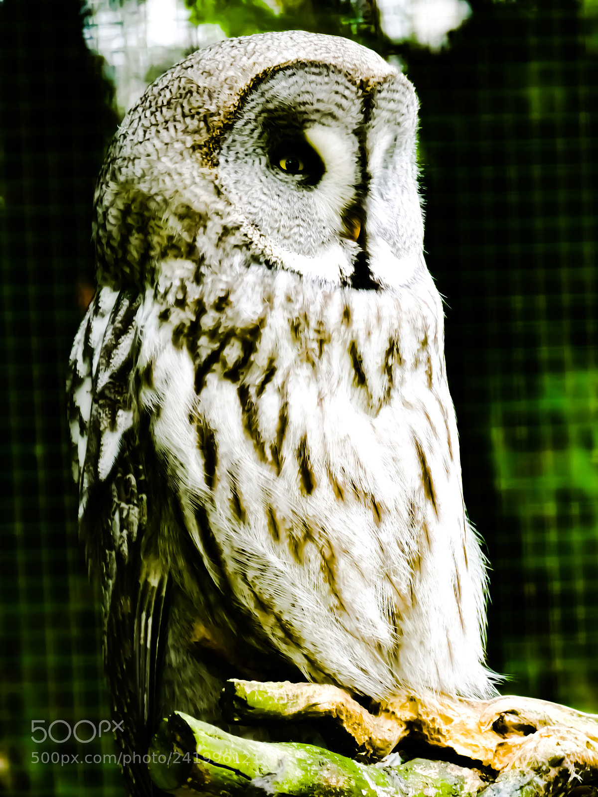 Panasonic Lumix DMC-FZ1000 sample photo. White owl photography