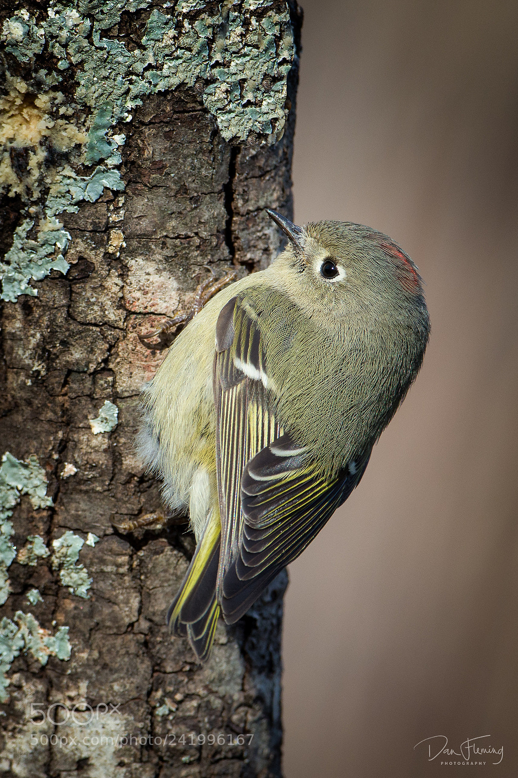 Canon EOS-1D X sample photo. Ruby-crowned kinglet photography