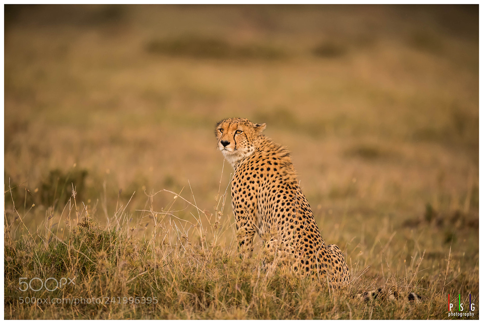 Nikon D5 sample photo. Cheetah photography
