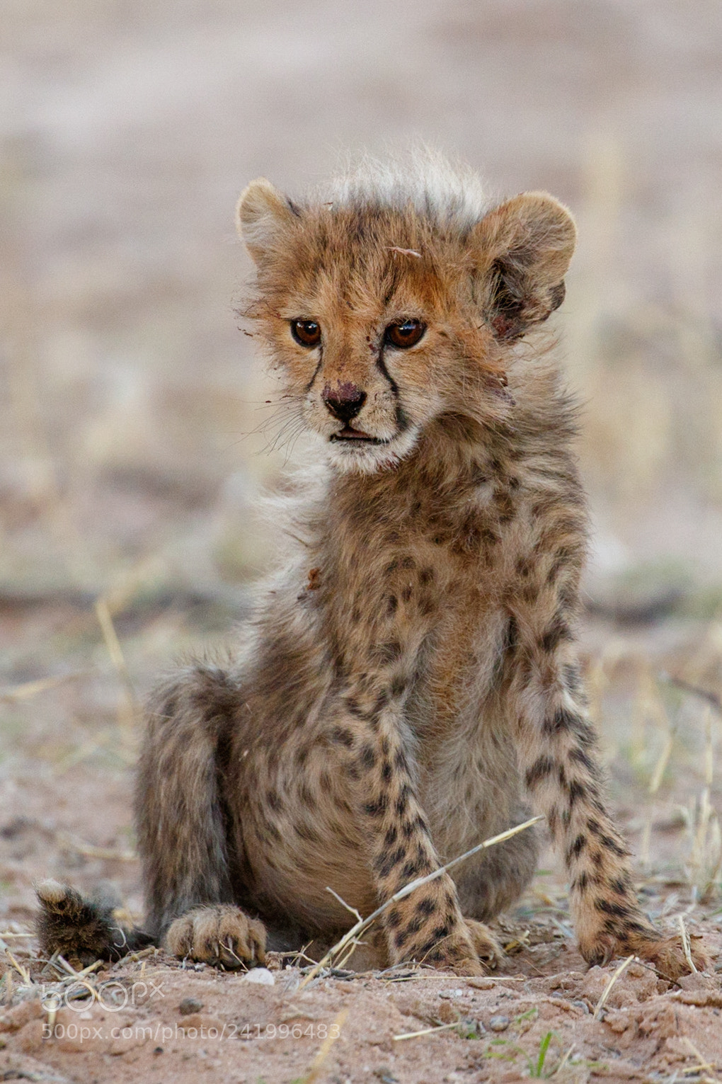 Canon EOS 7D Mark II sample photo. Cheetah cub photography