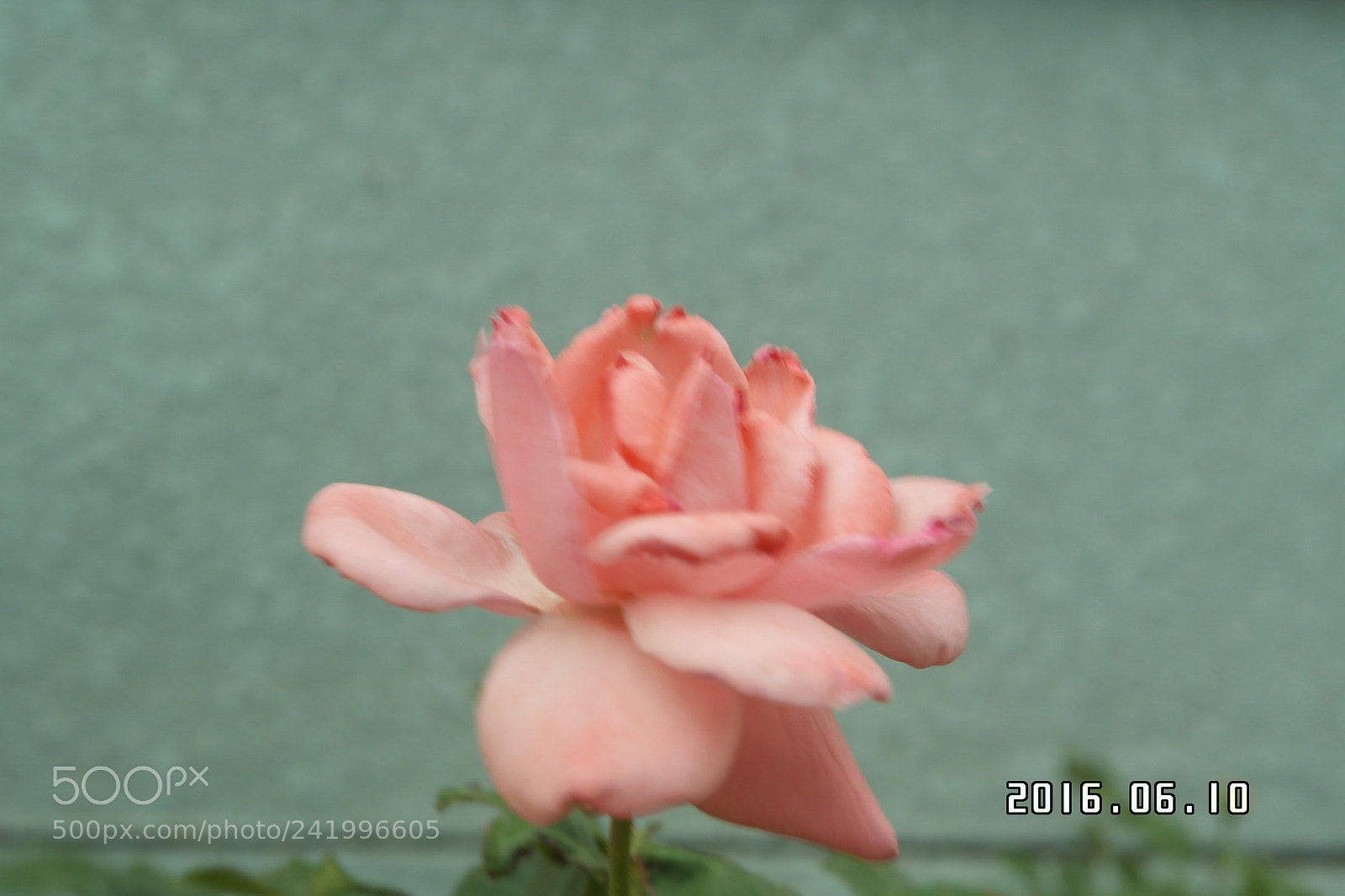 Samsung NX1000 sample photo. Untitled photography