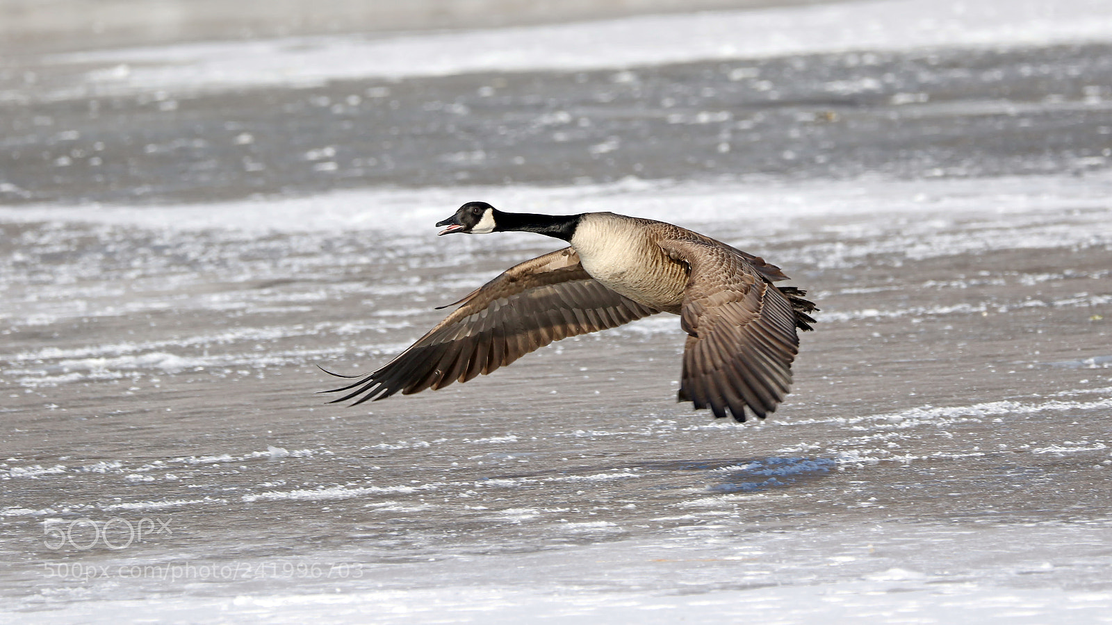 Canon EOS 7D Mark II sample photo. Low flying goose photography