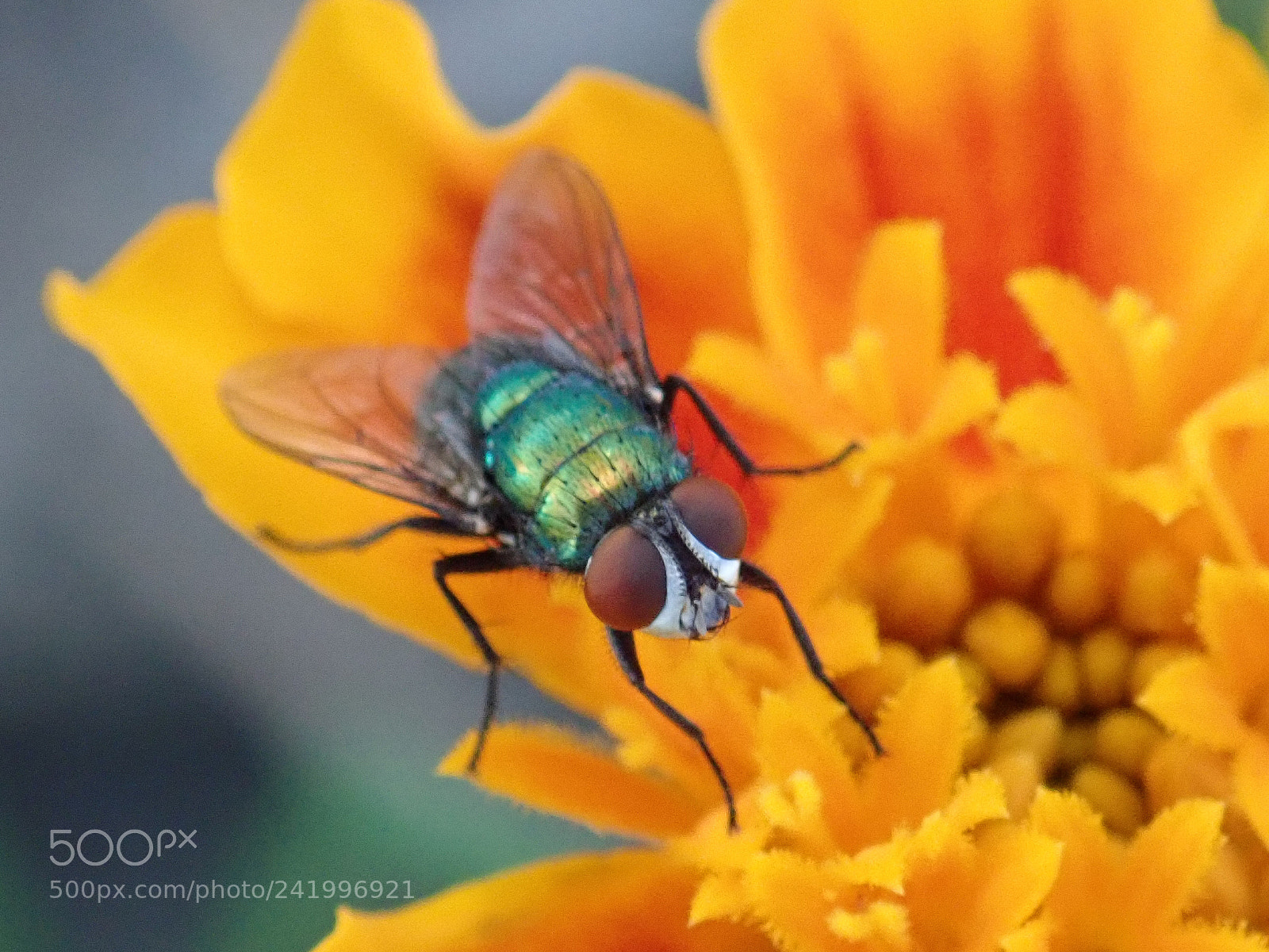 Olympus TG-5 sample photo. Lazy fly photography