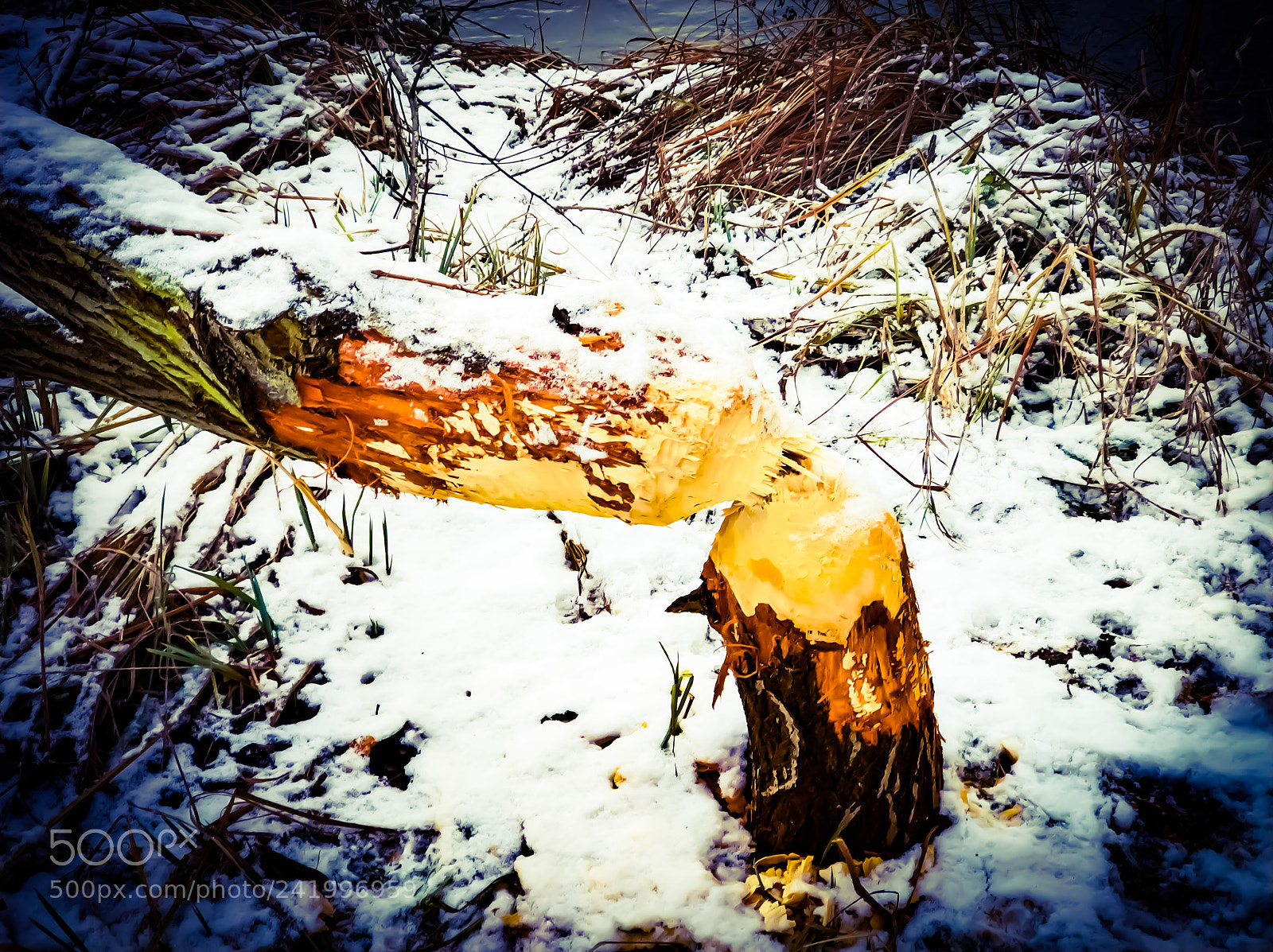 Xiaomi MI6 sample photo. Beaver at work photography