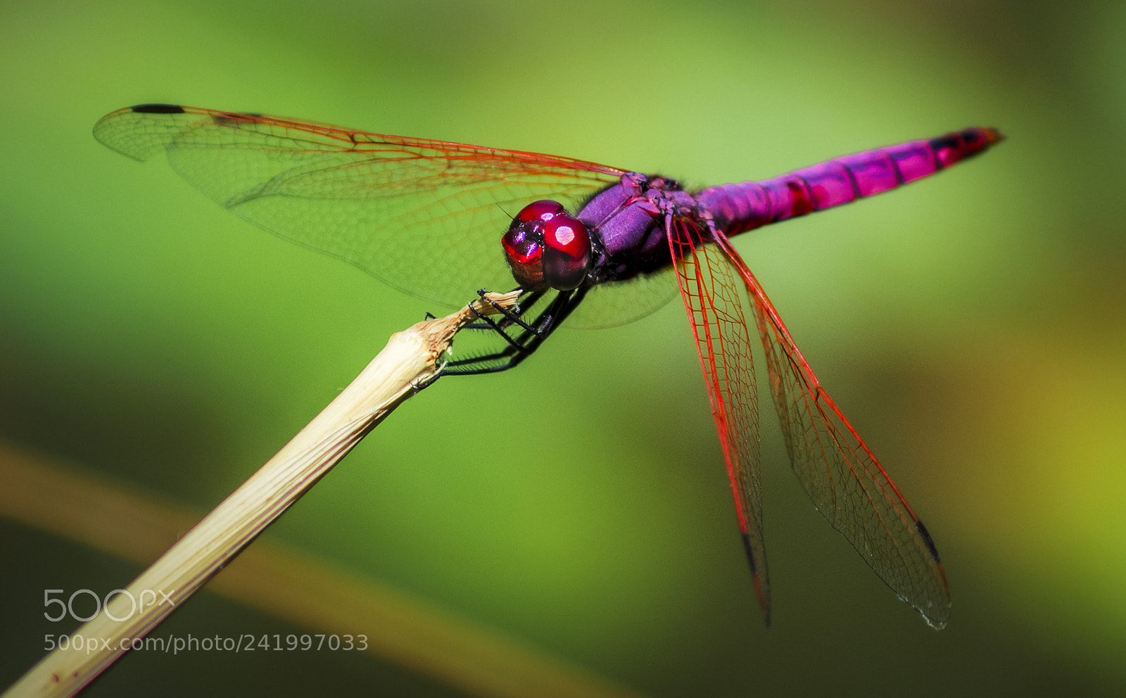 Nikon D7200 sample photo. Trithemis annulata ♂ photography