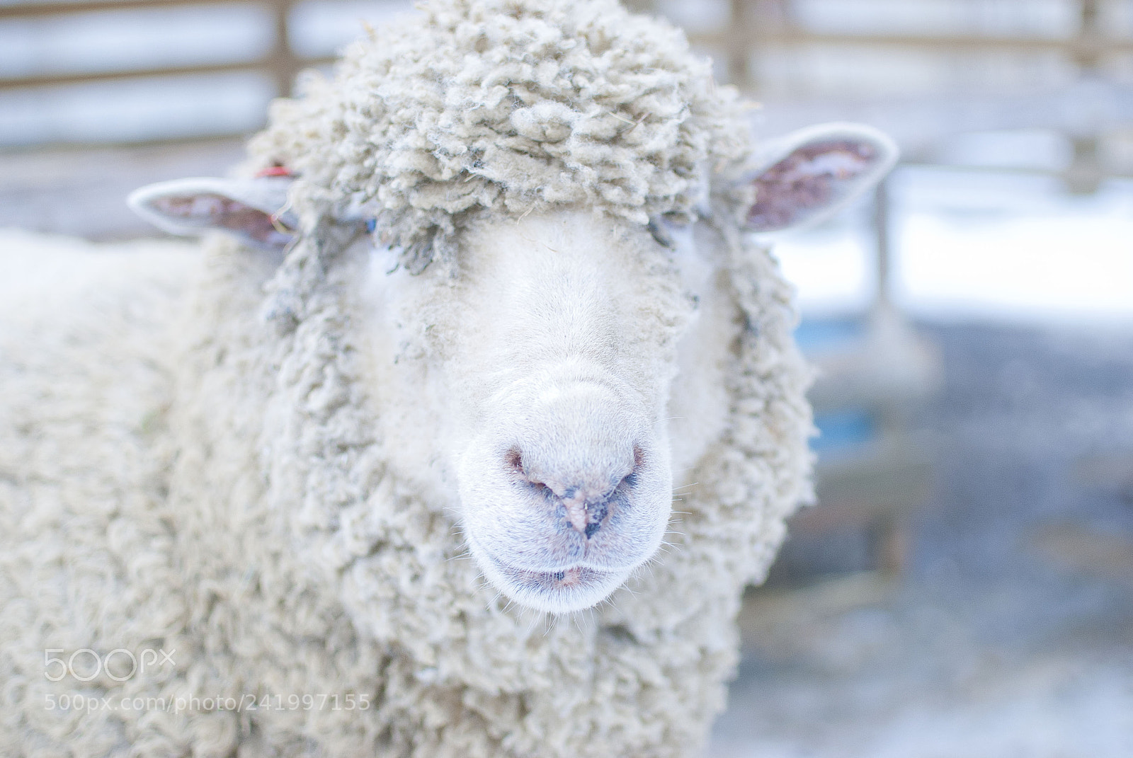 Nikon D60 sample photo. Sheep photography