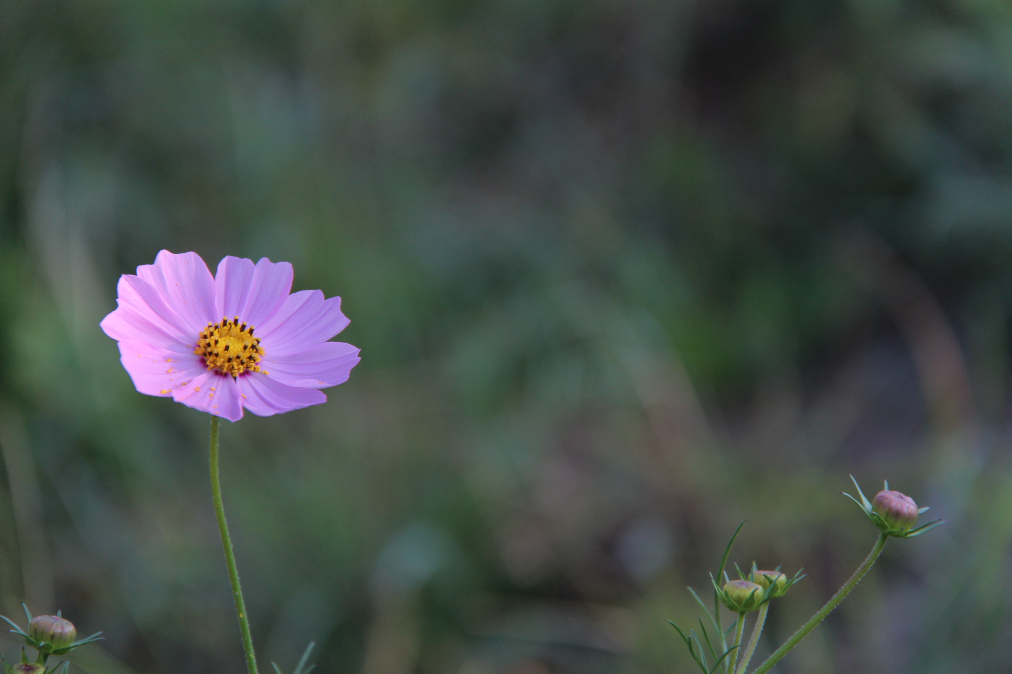 Canon EF-S 18-200mm F3.5-5.6 IS sample photo. Img photography
