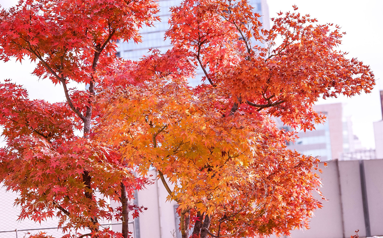 Sony a7 II sample photo. Dsc photography