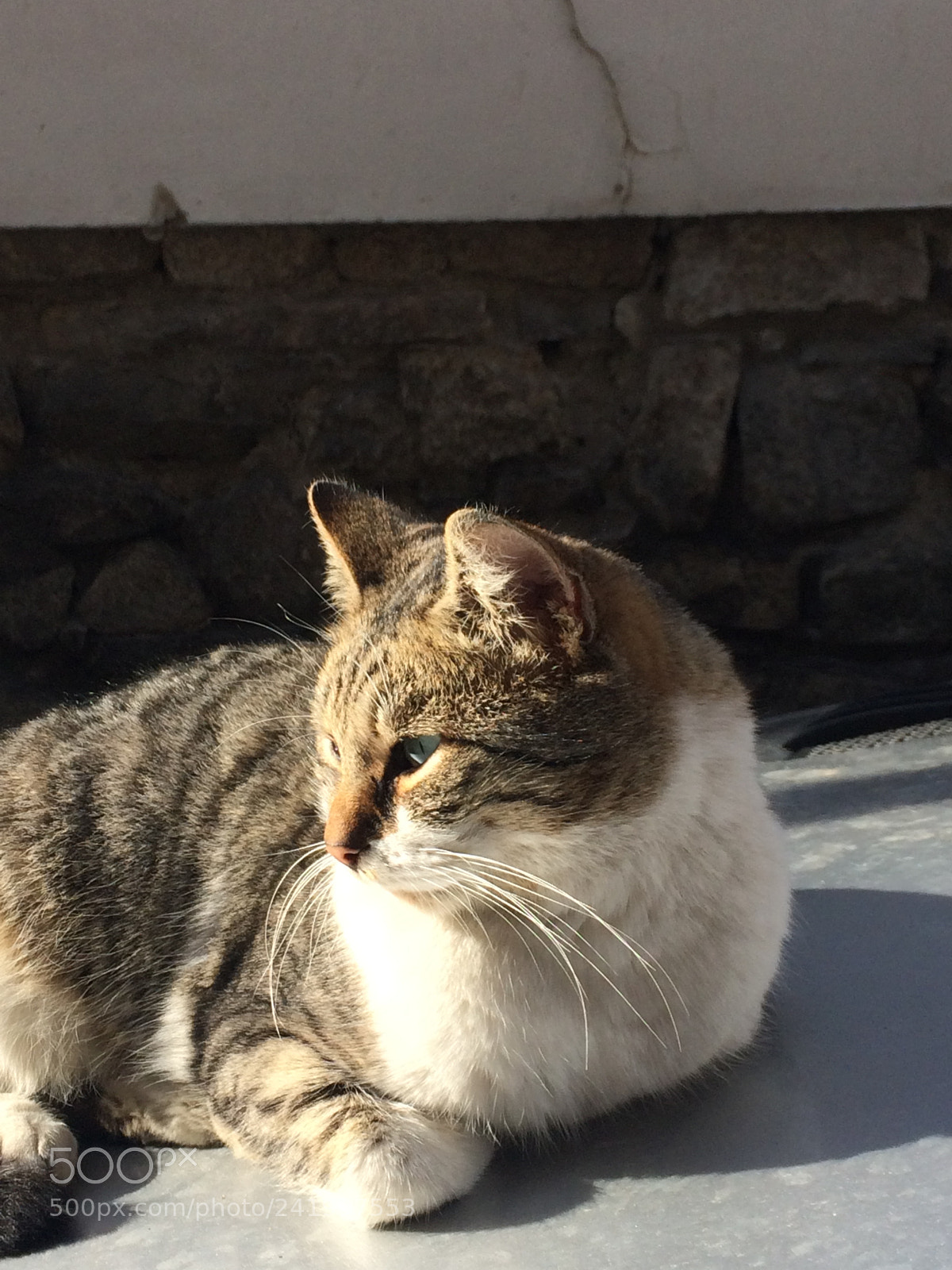 Apple iPhone 5s sample photo. A cat in the photography