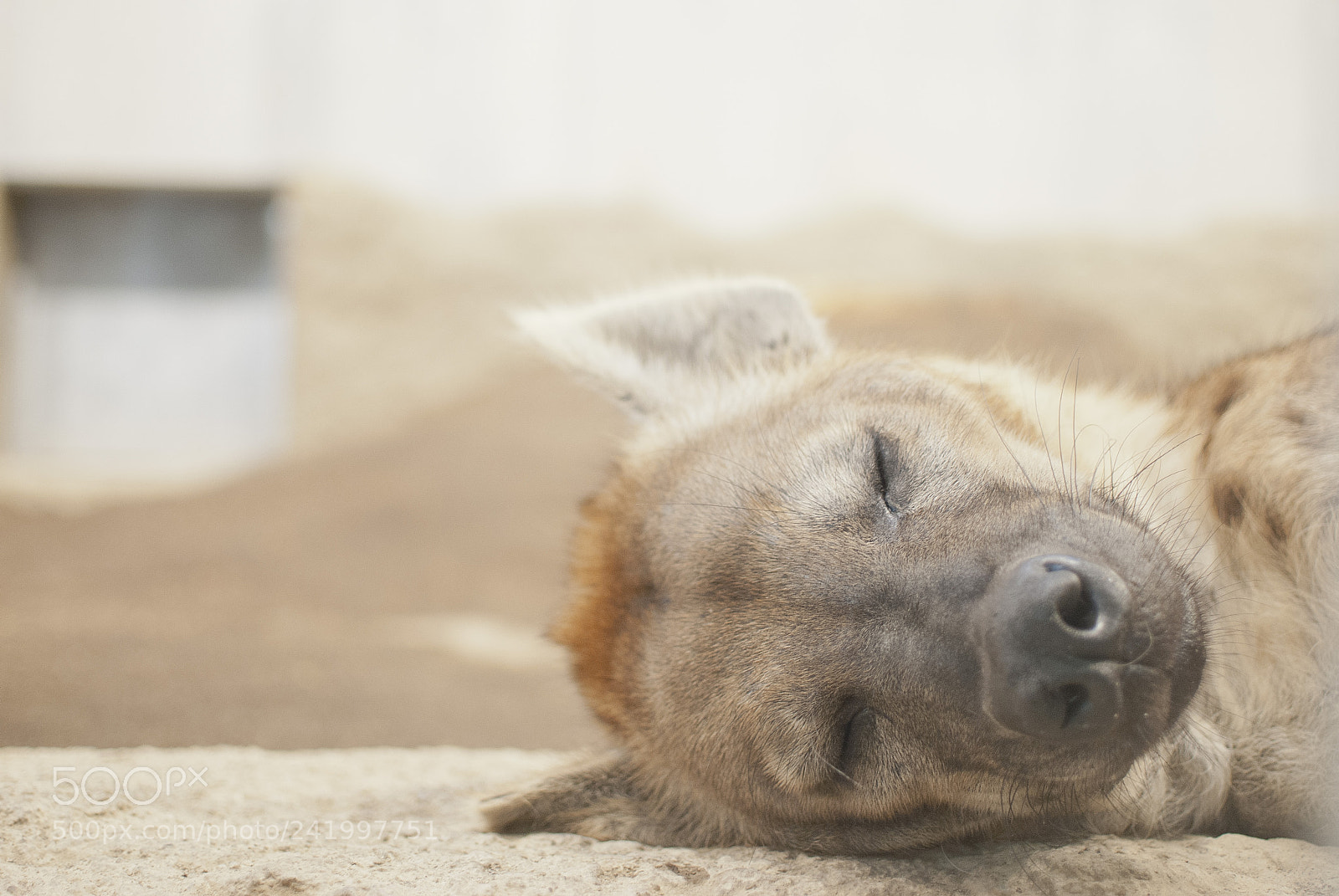 Nikon D60 sample photo. Hyena day dreaming photography