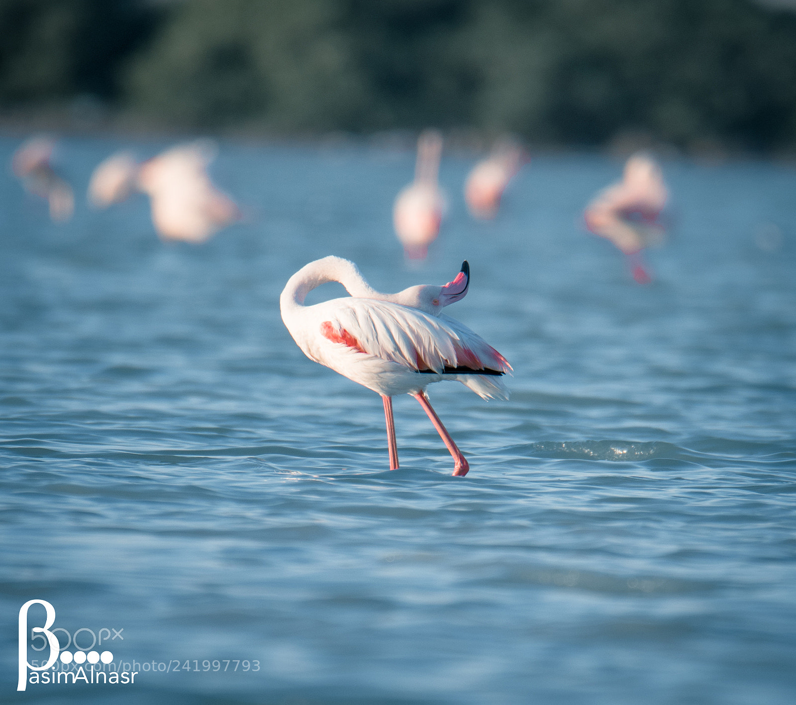 Nikon D500 sample photo. Untitled photography