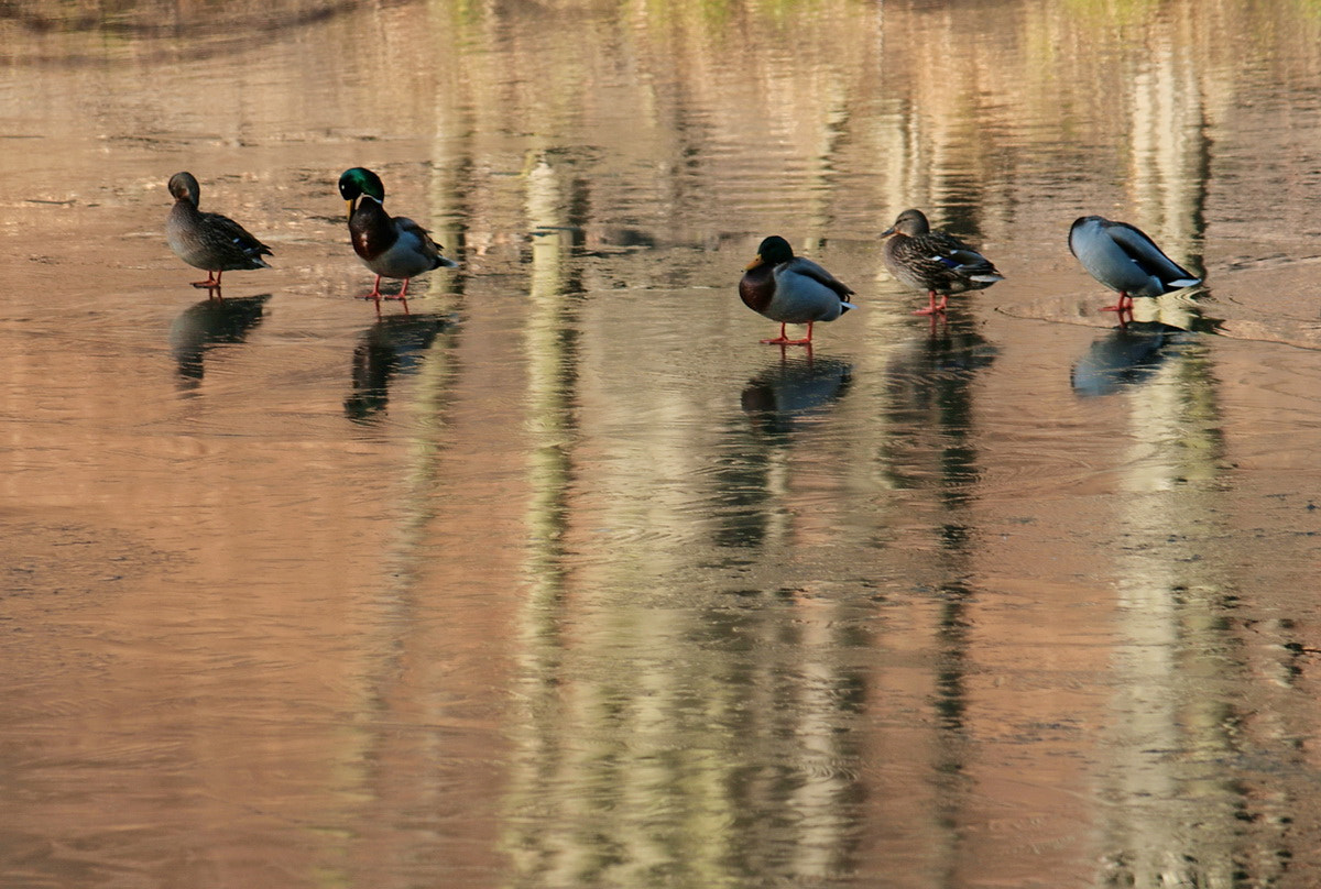 Canon EF-S 55-250mm F4-5.6 IS sample photo. По первому льду photography