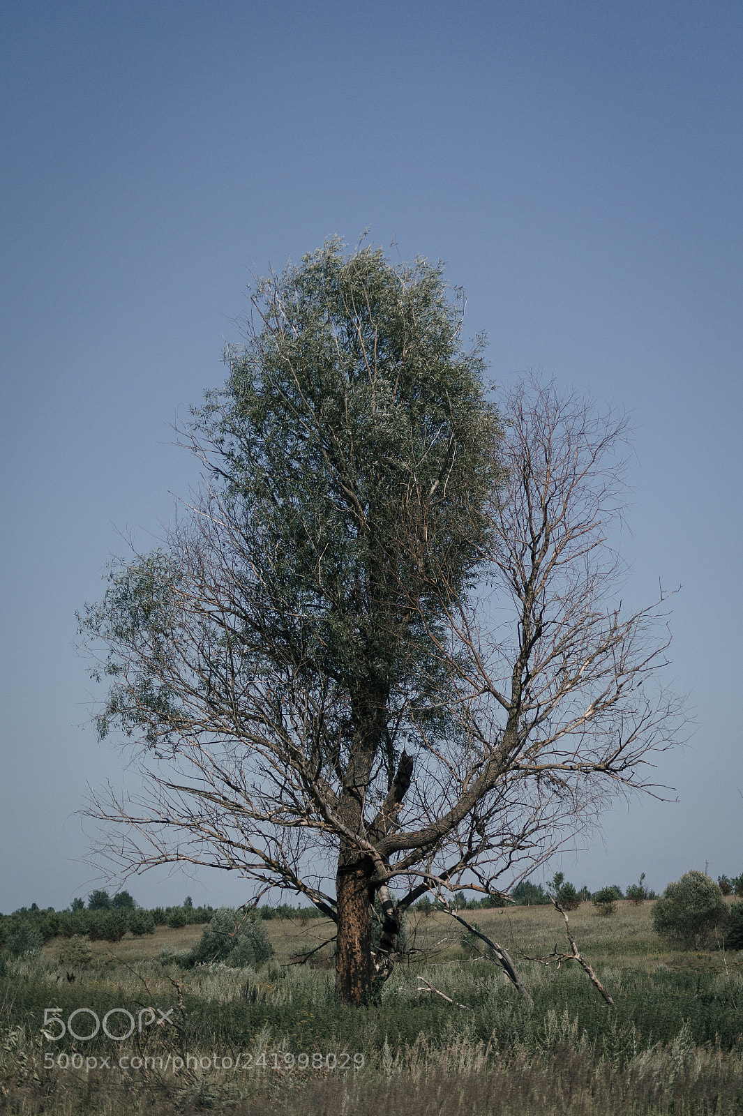 Sony SLT-A58 sample photo. Lonely tree photography