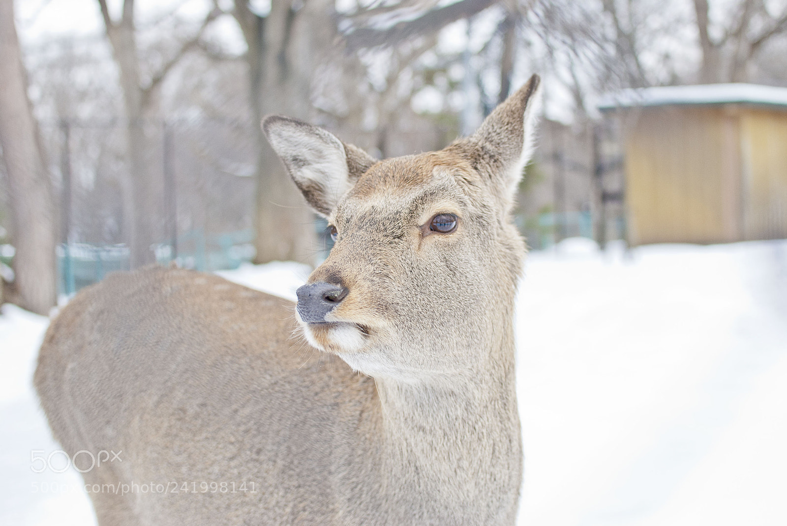 Nikon D60 sample photo. Deer photography