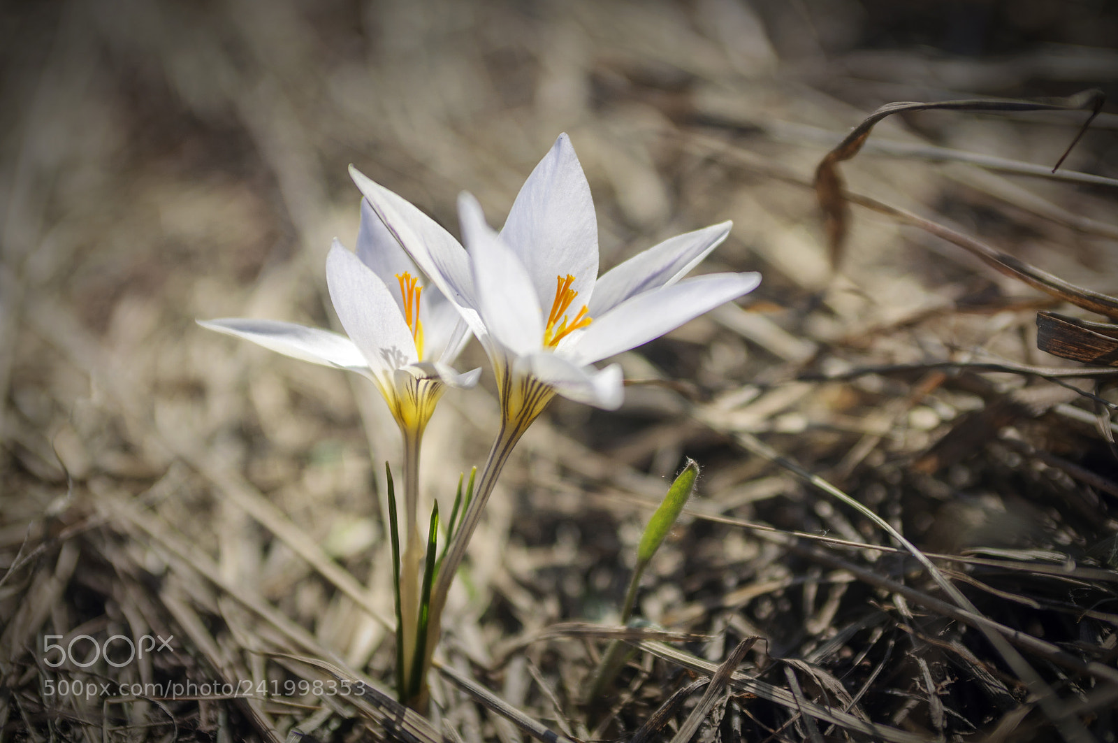 Nikon D90 sample photo. ... photography