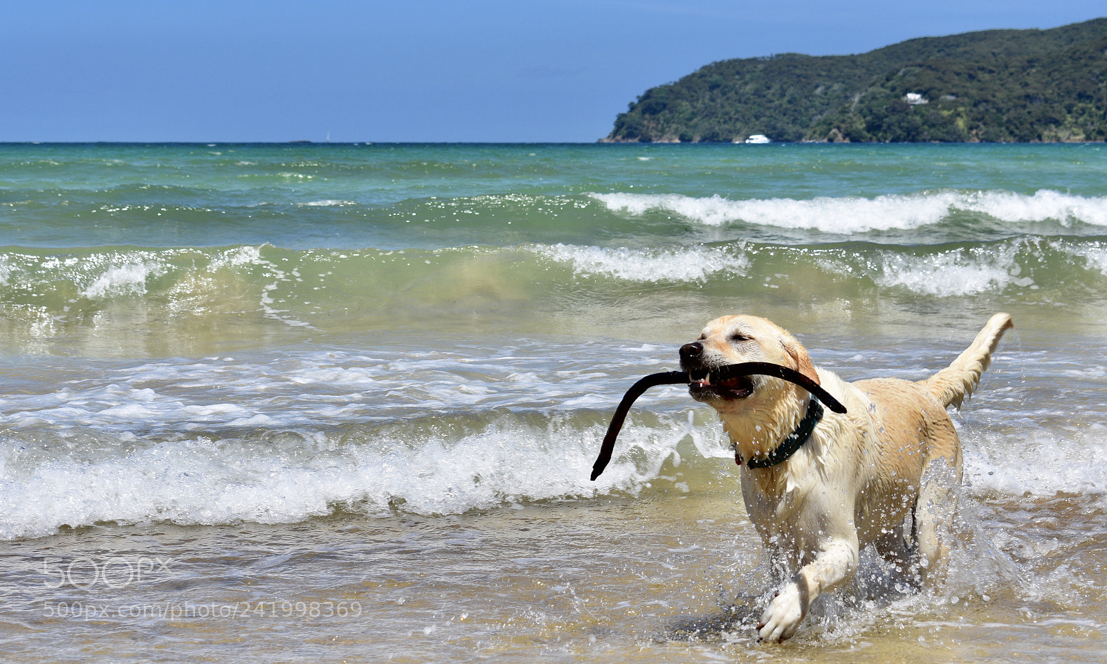 Nikon D3400 sample photo. Play with dog in photography