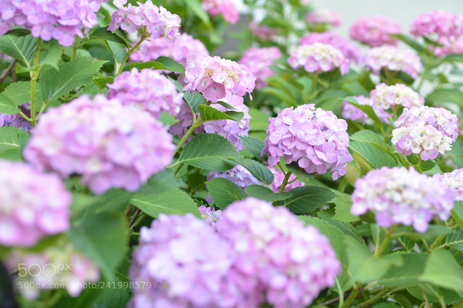 Nikon D7100 sample photo. Untitled photography
