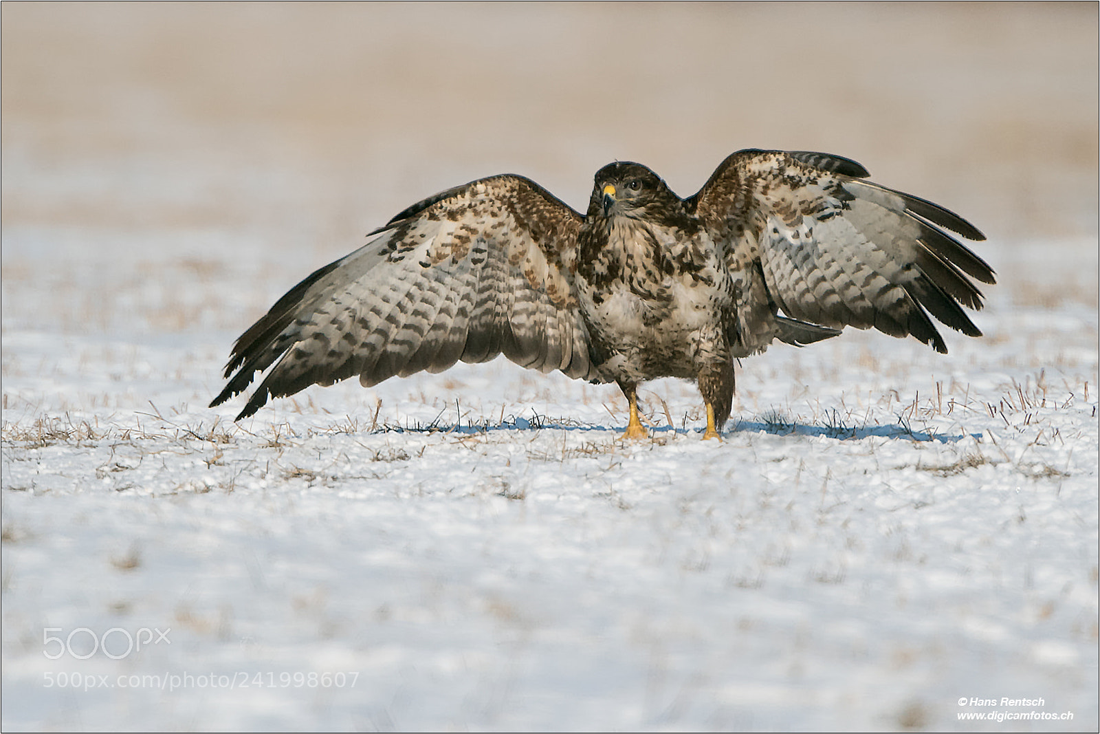 Nikon D5 sample photo. Common buzzard photography