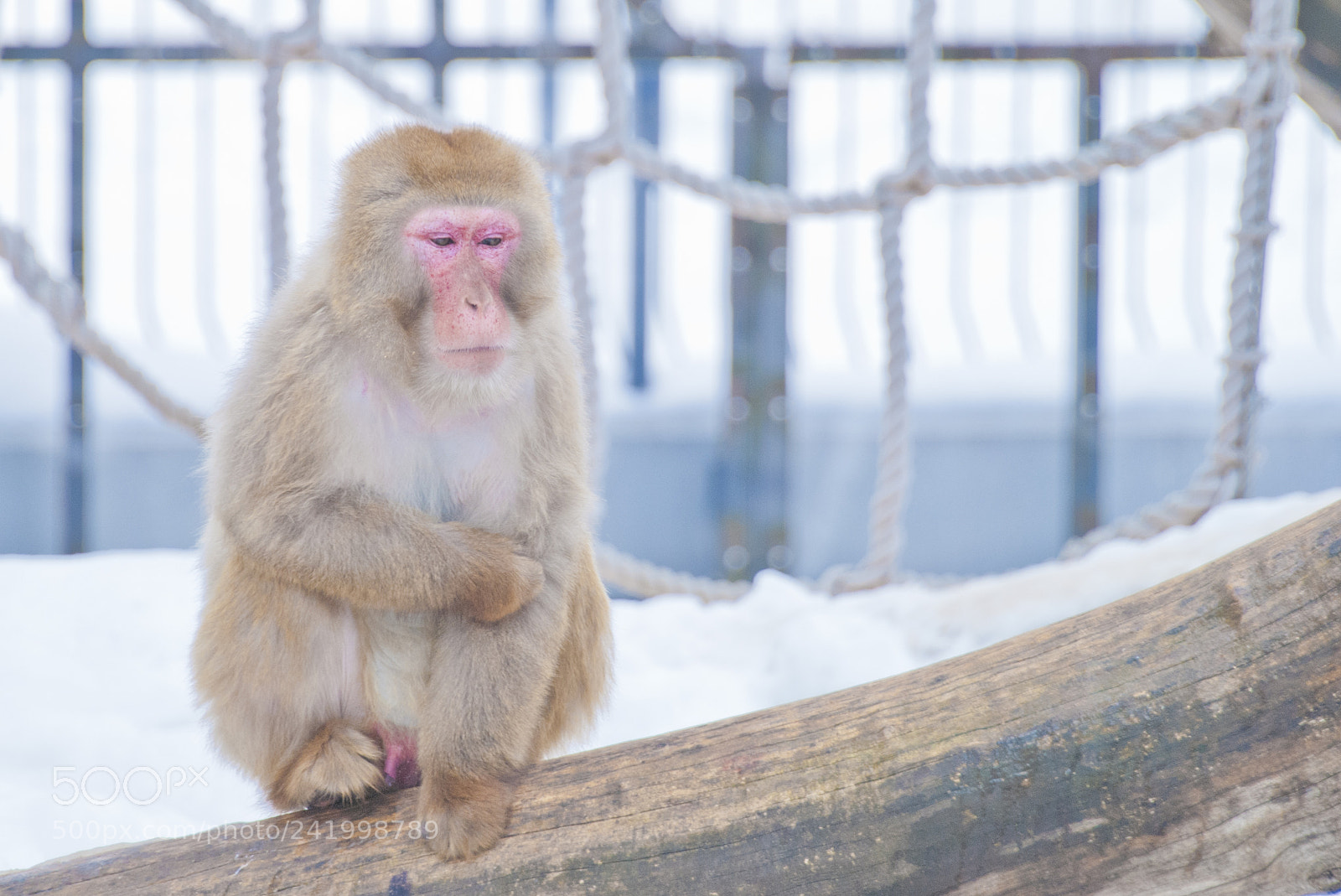 Nikon D80 sample photo. Snow monkey photography