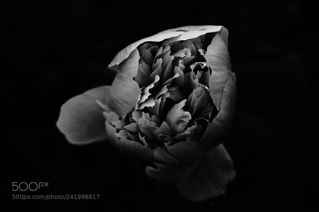 Fujifilm X-Pro2 sample photo. Projekt b/w18 photography