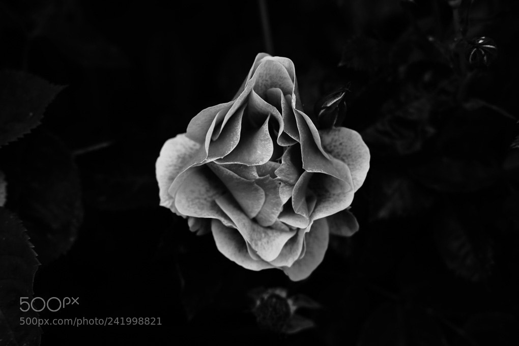 Fujifilm X-Pro2 sample photo. Projekt b/w18 photography