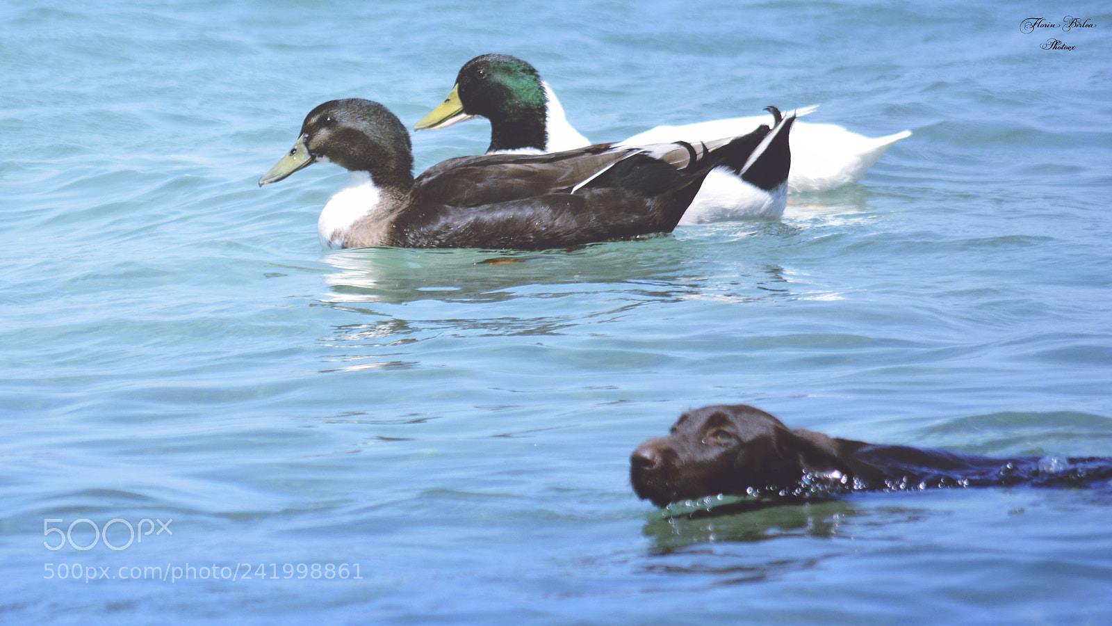 Nikon D7100 sample photo. Fbi photography