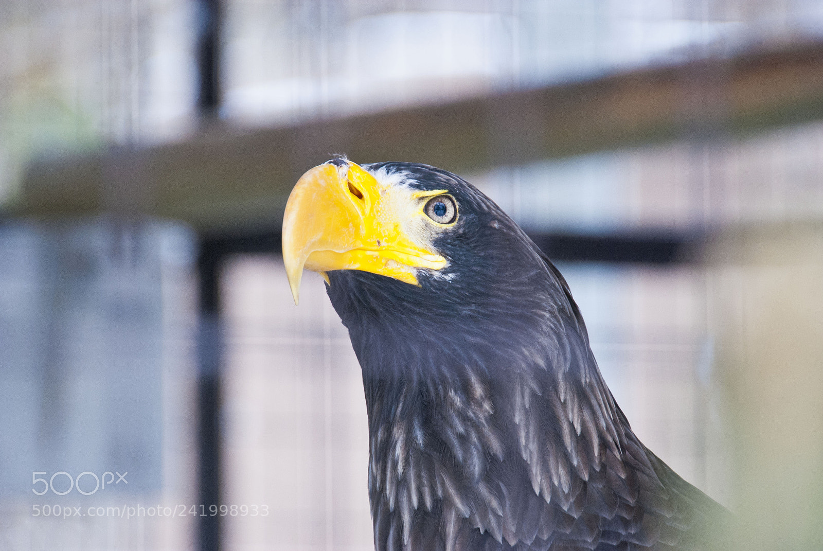 Nikon D80 sample photo. Eagle eyes photography