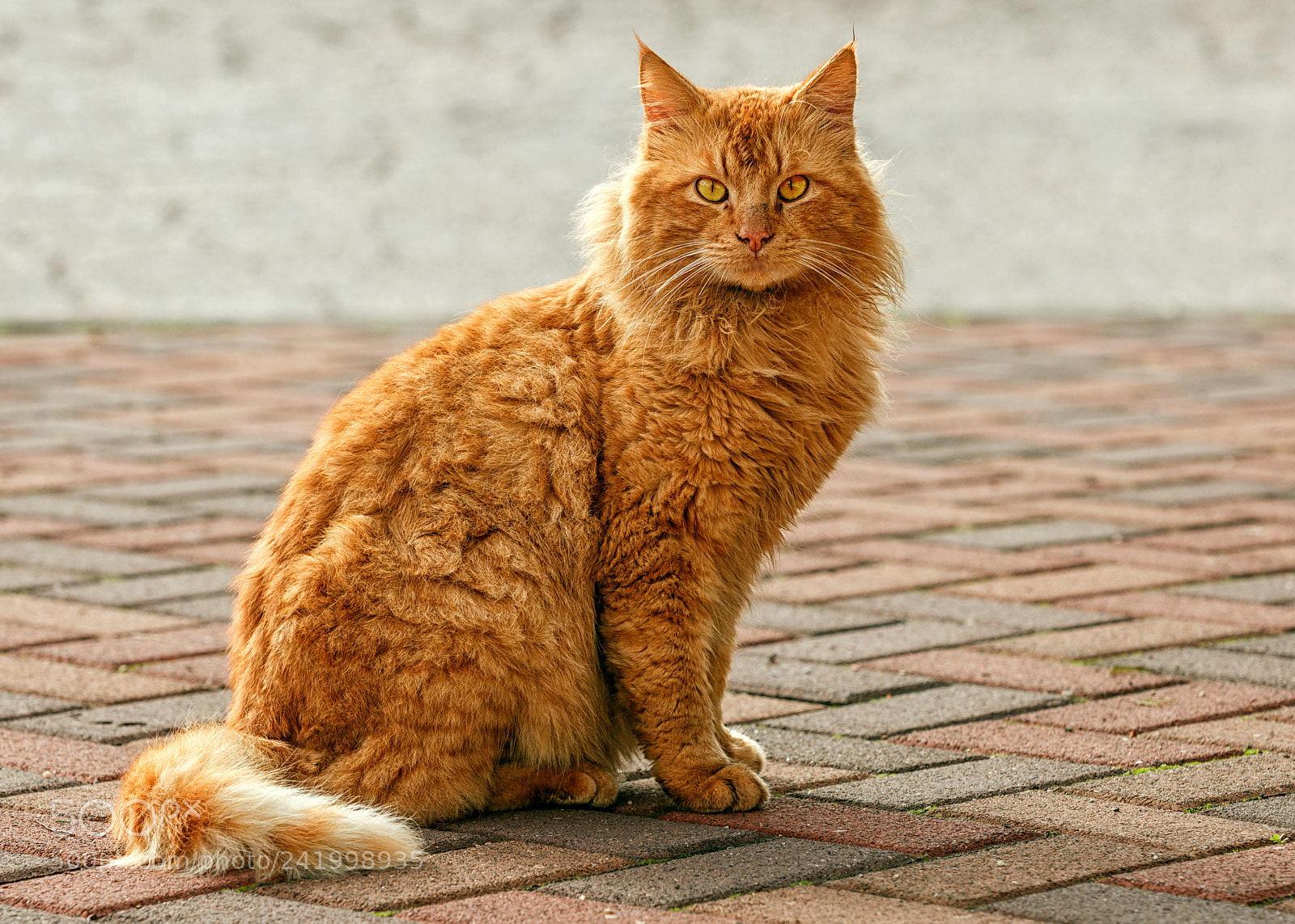 Canon EOS 5DS sample photo. Red cat sitting on photography