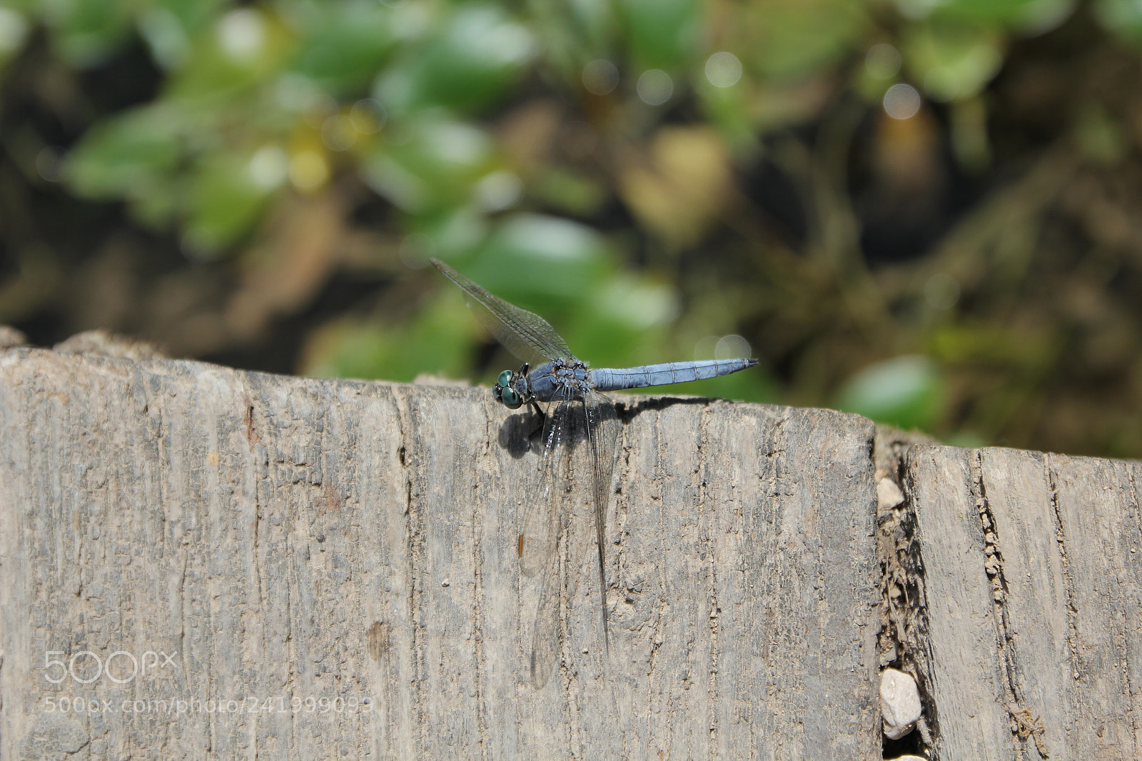 Canon EOS 550D (EOS Rebel T2i / EOS Kiss X4) sample photo. Img photography