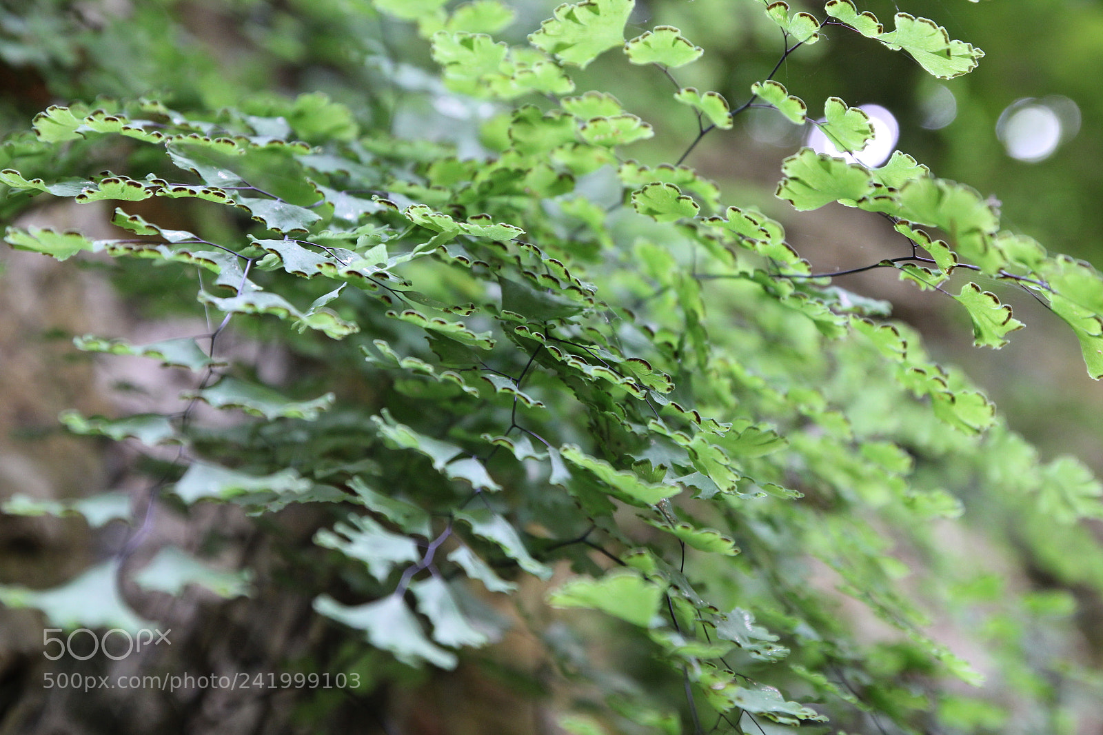 Canon EOS 550D (EOS Rebel T2i / EOS Kiss X4) sample photo. Img photography