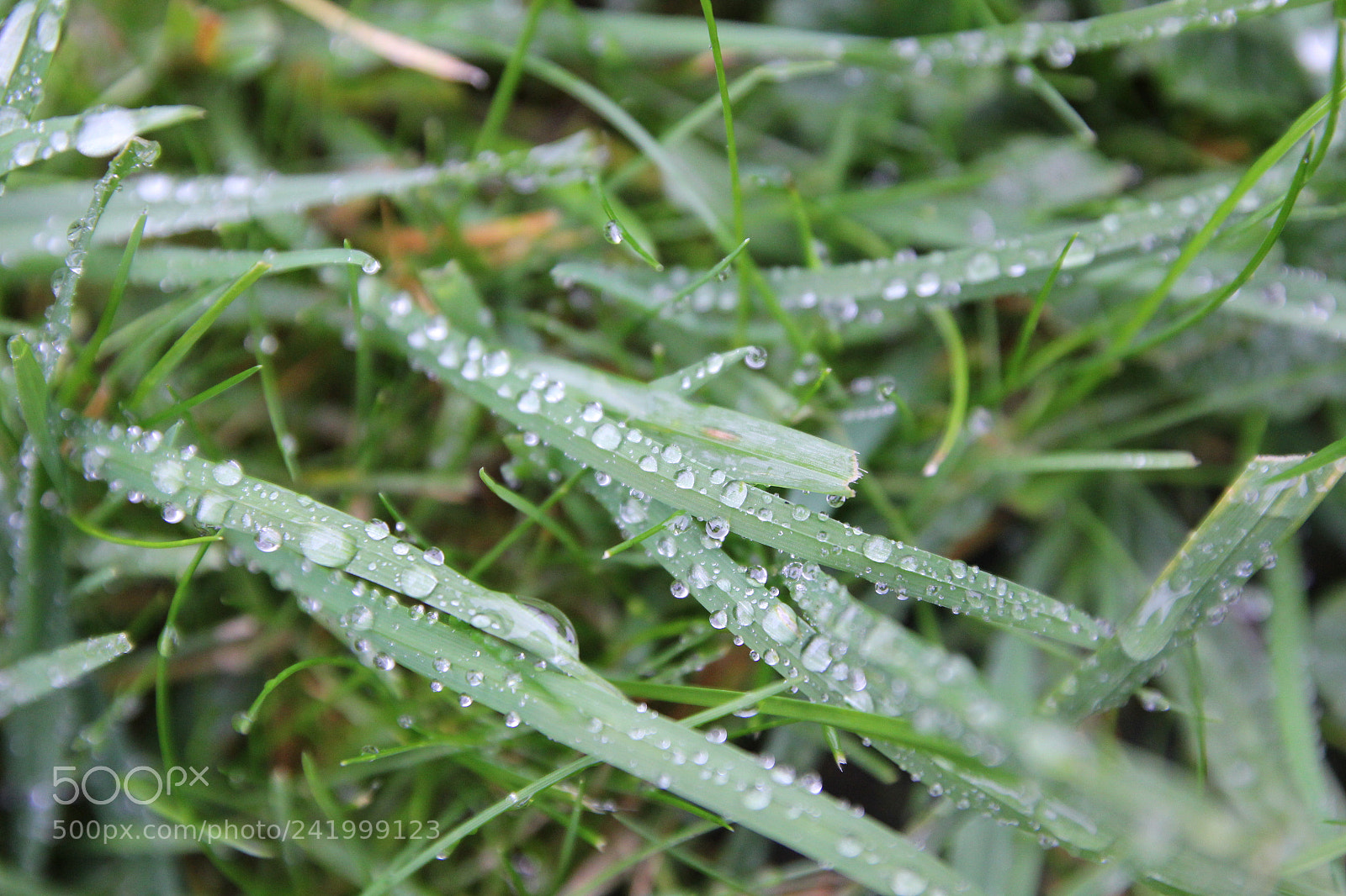 Canon EOS 550D (EOS Rebel T2i / EOS Kiss X4) sample photo. Img photography