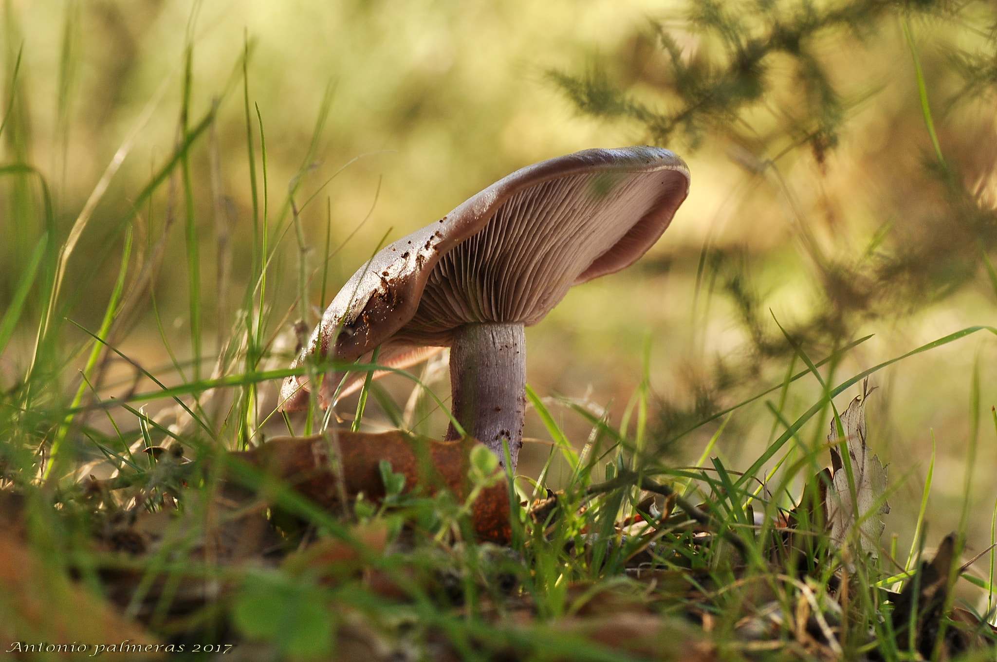 Nikon D90 sample photo. Pie azul (lepista nuda) photography