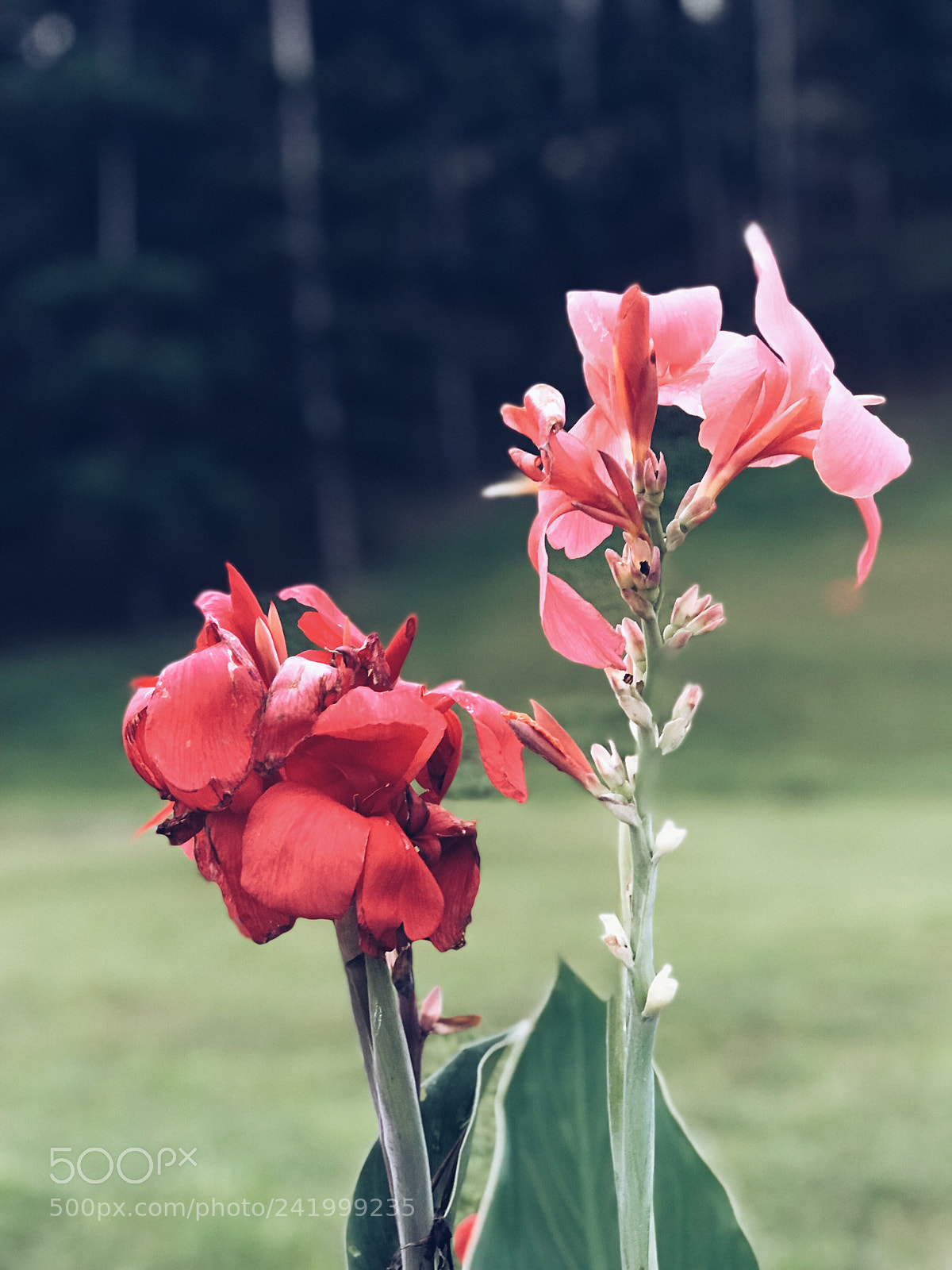 Apple iPhone 7 Plus sample photo. Bloom photography