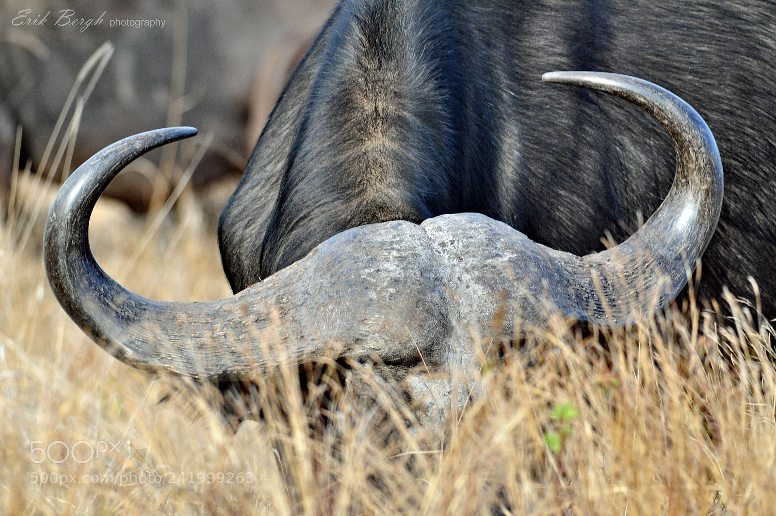 Nikon D5000 sample photo. African buffalo photography